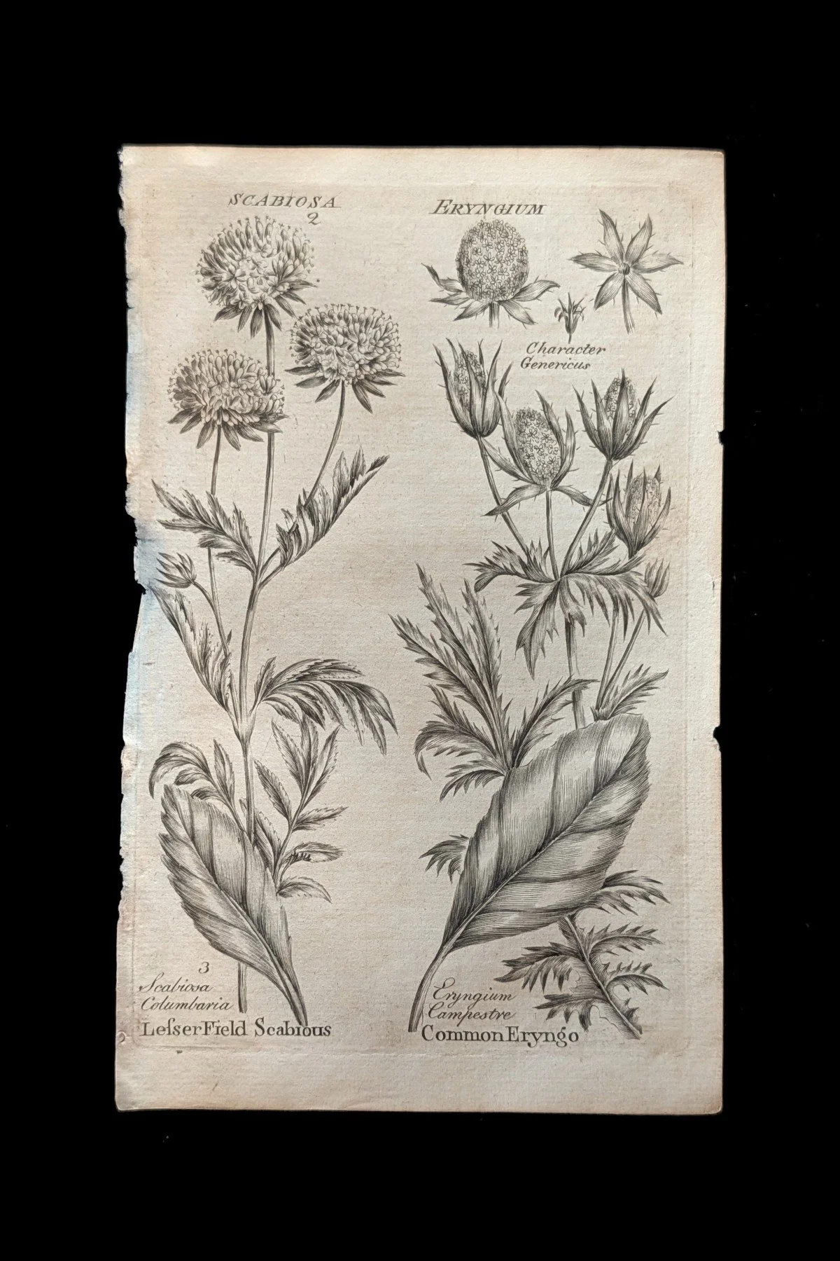C1792_P13_EryngoScabious_plate.jpg