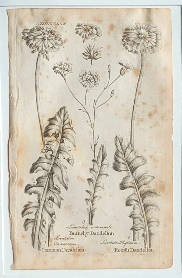 dandelions-plate.jpg