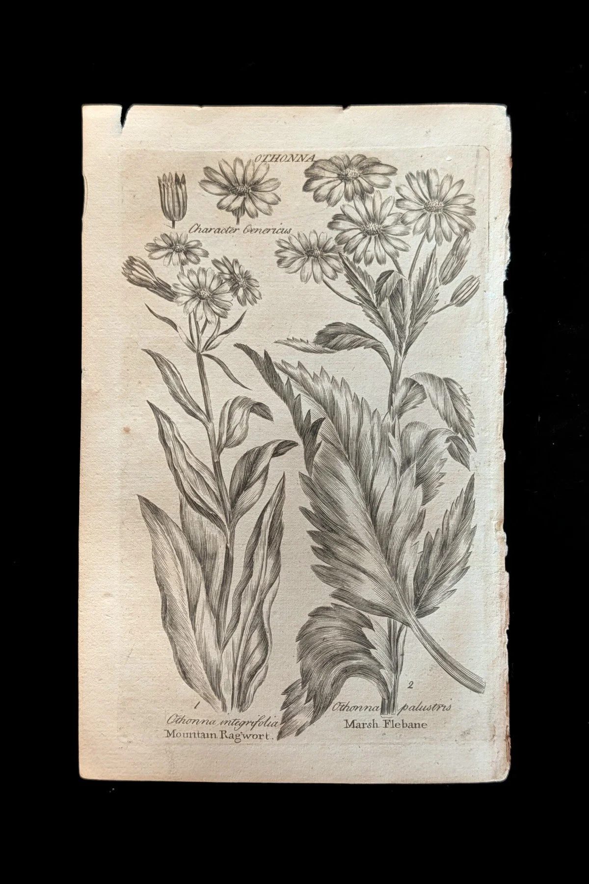 C1792_P06_MountainRagwortMarshFleabane_plate.jpg