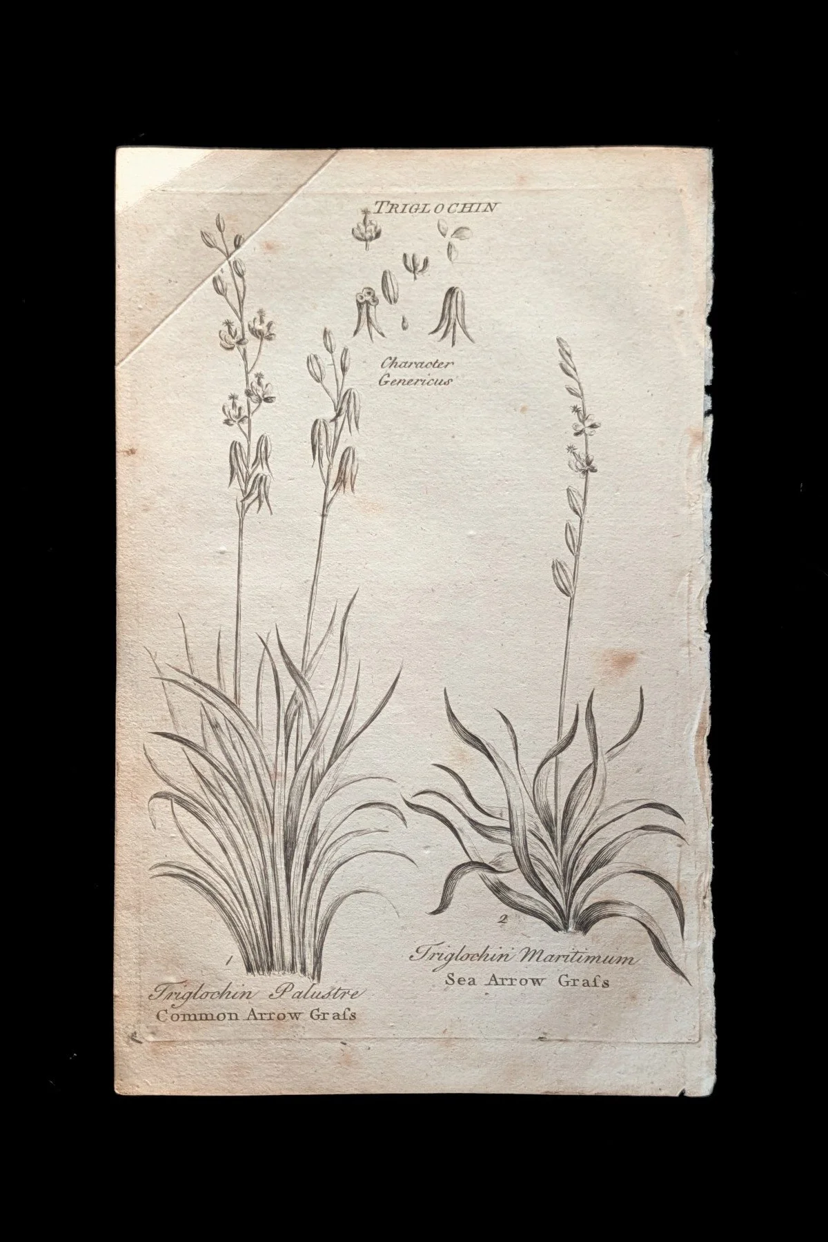 C1792_P11_ArrowGrasses_plate.jpg