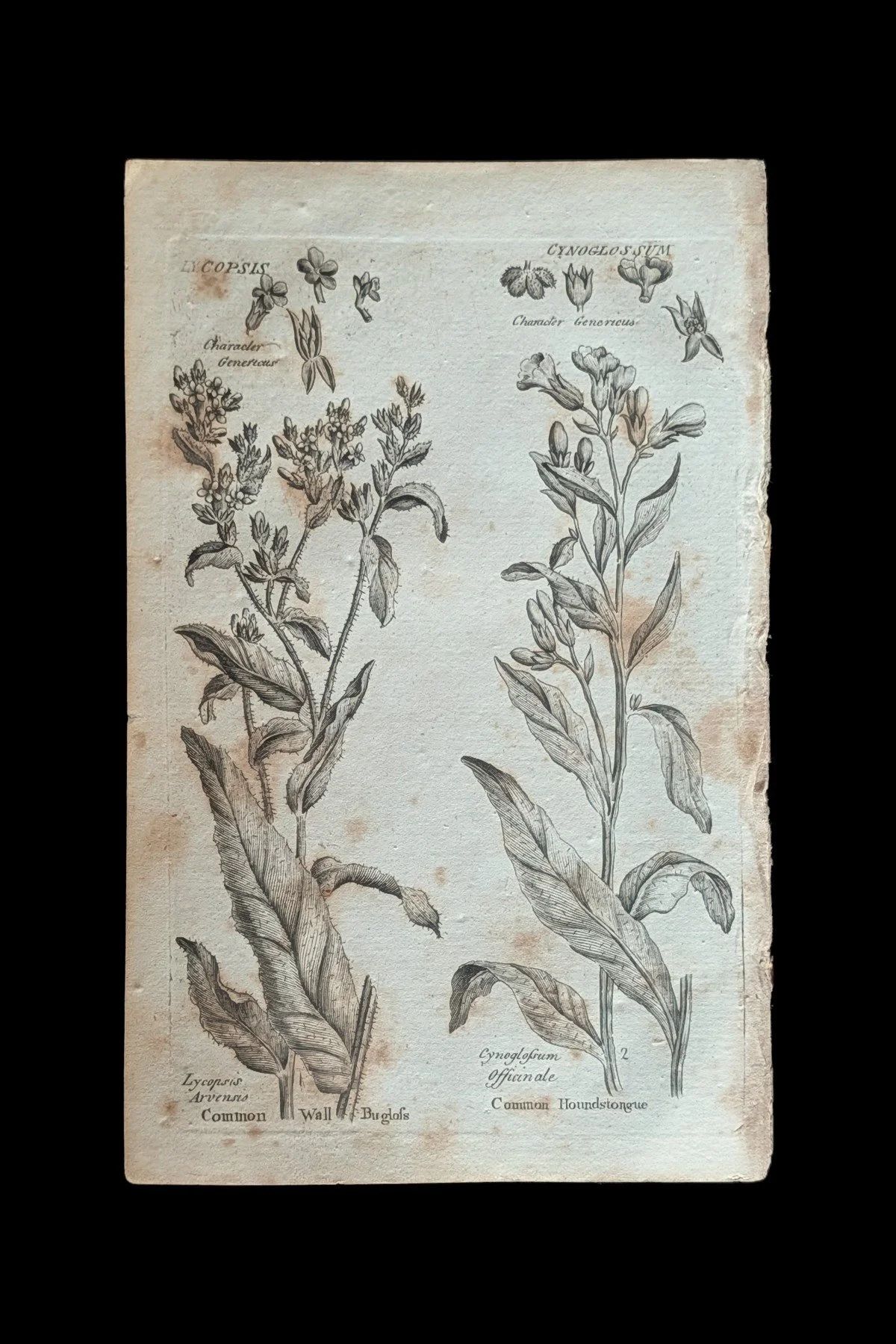R_28_PLATE_HoundsTongue_WallBugloss.jpg