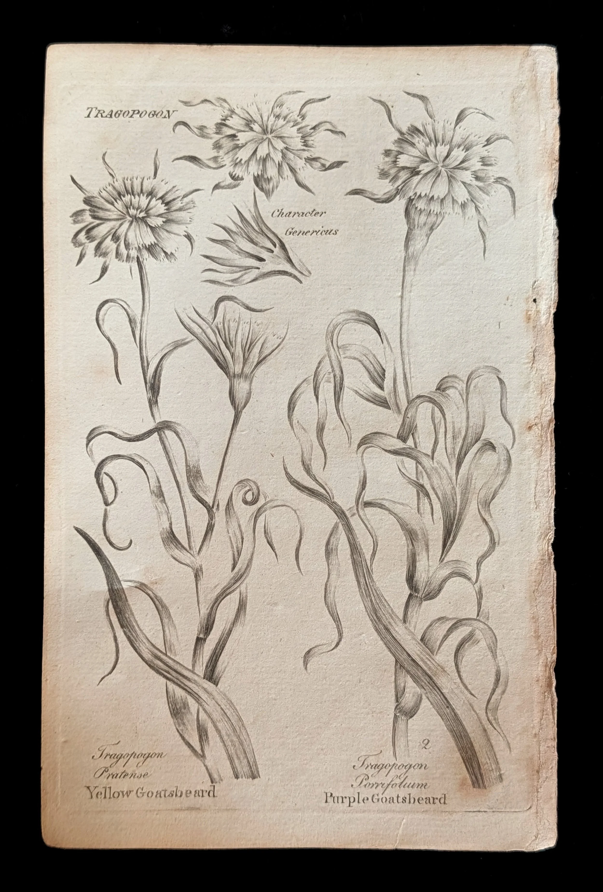 16_PAIR_GoatsBeard_plate.jpg