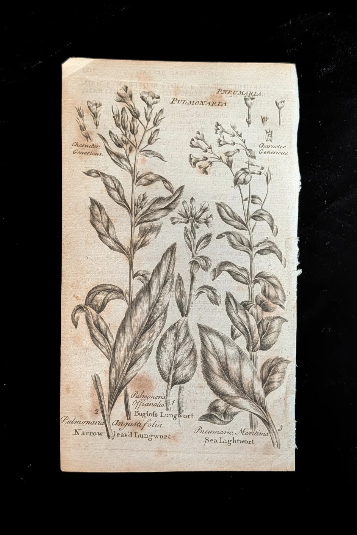 1792 – Culpeper’s Astrological Herbal: An Original Engraved Plant Plate