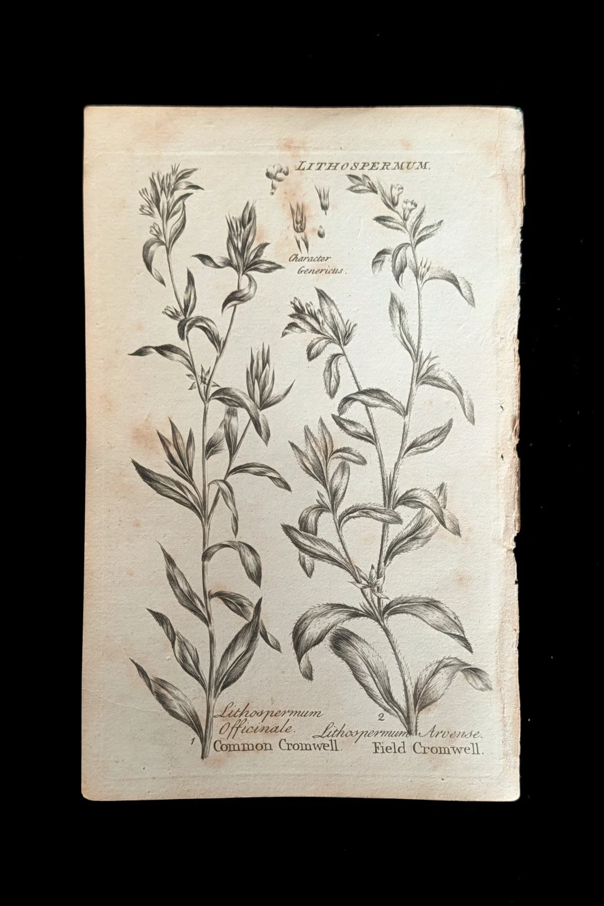 C1792_S02_Cromwells_plate.jpg