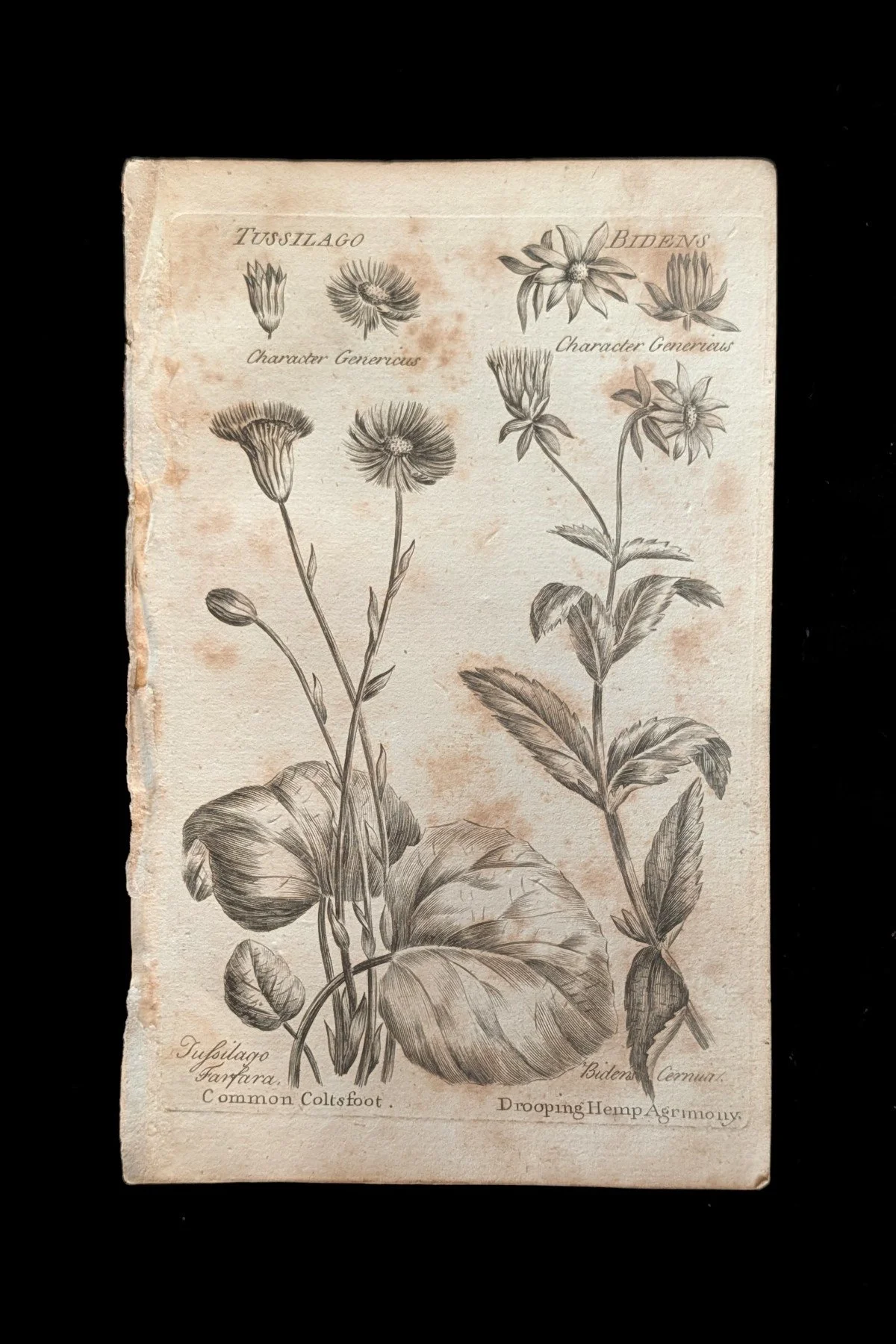 C1792_P04_ColtsfootDroopingHempAgrimony_plate.jpg