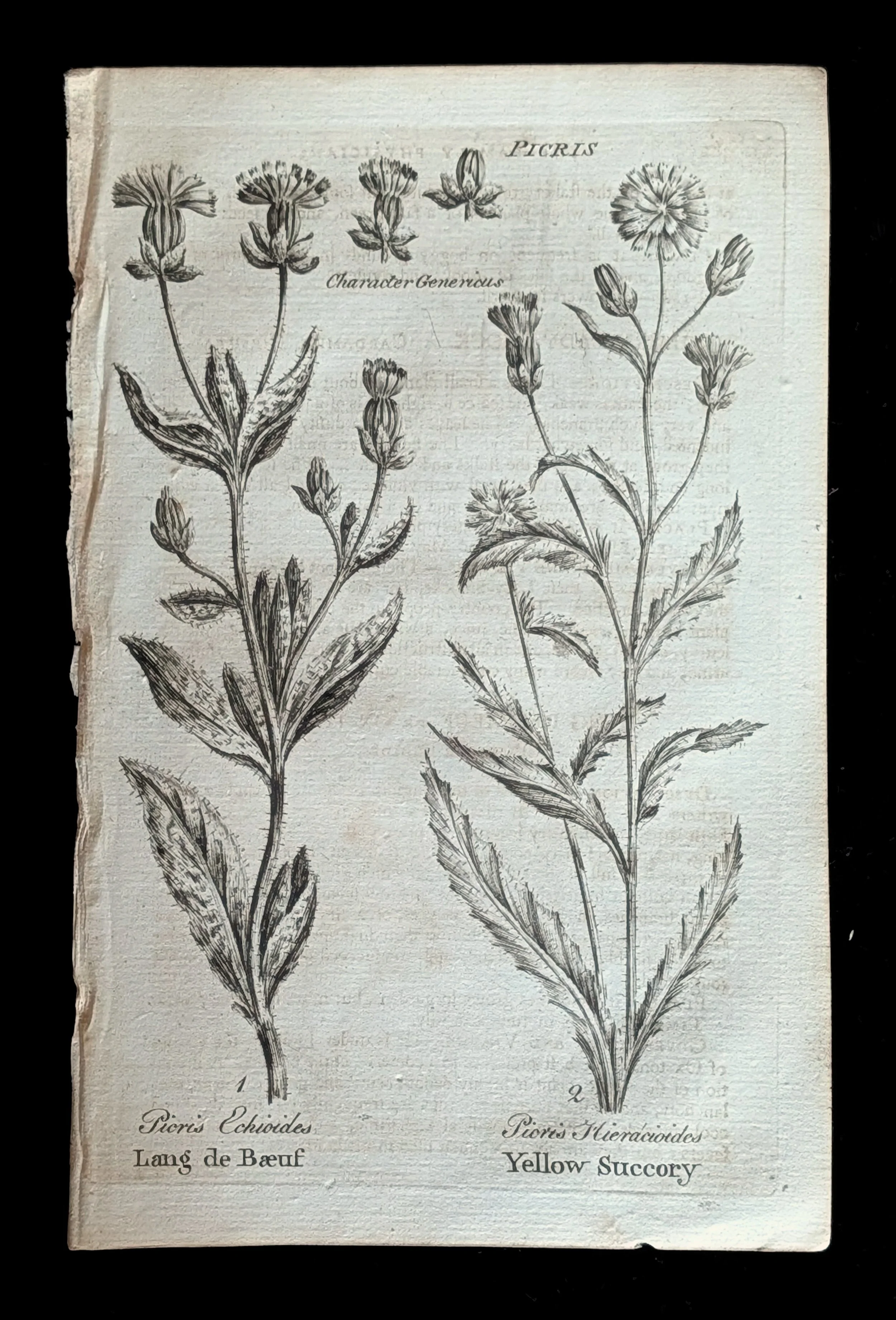 35_PLATE_Picris.jpg