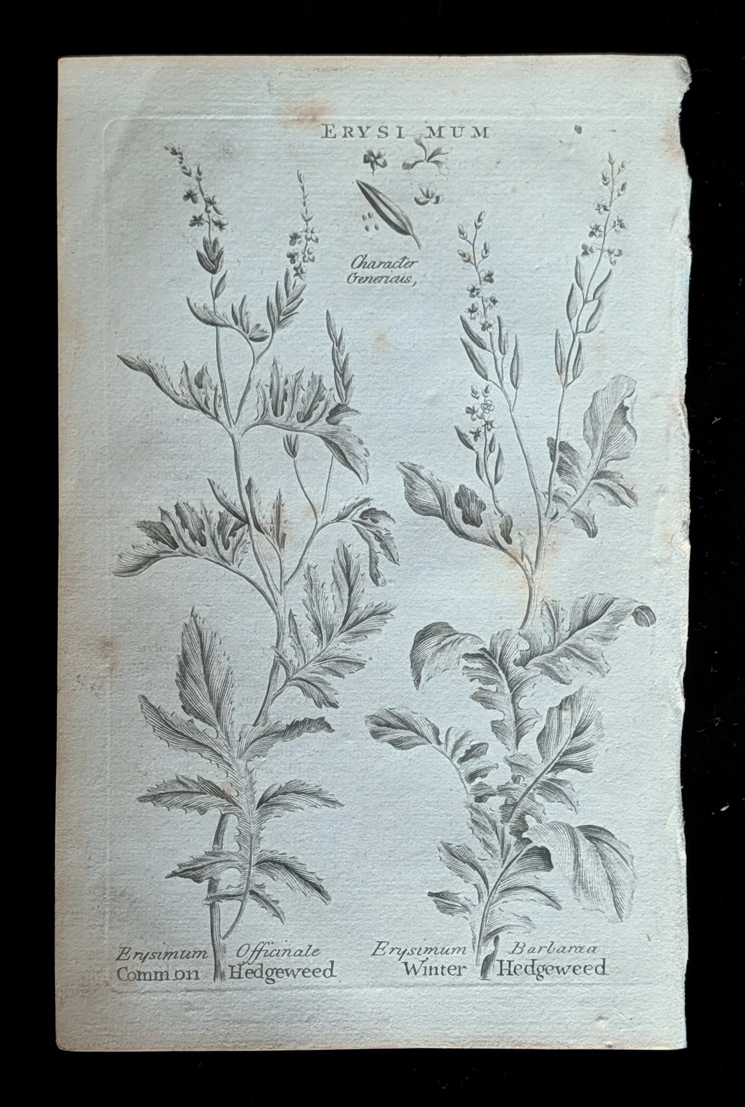 38_PLATE_Erysimum_CommonWinterHedgeweed.jpg