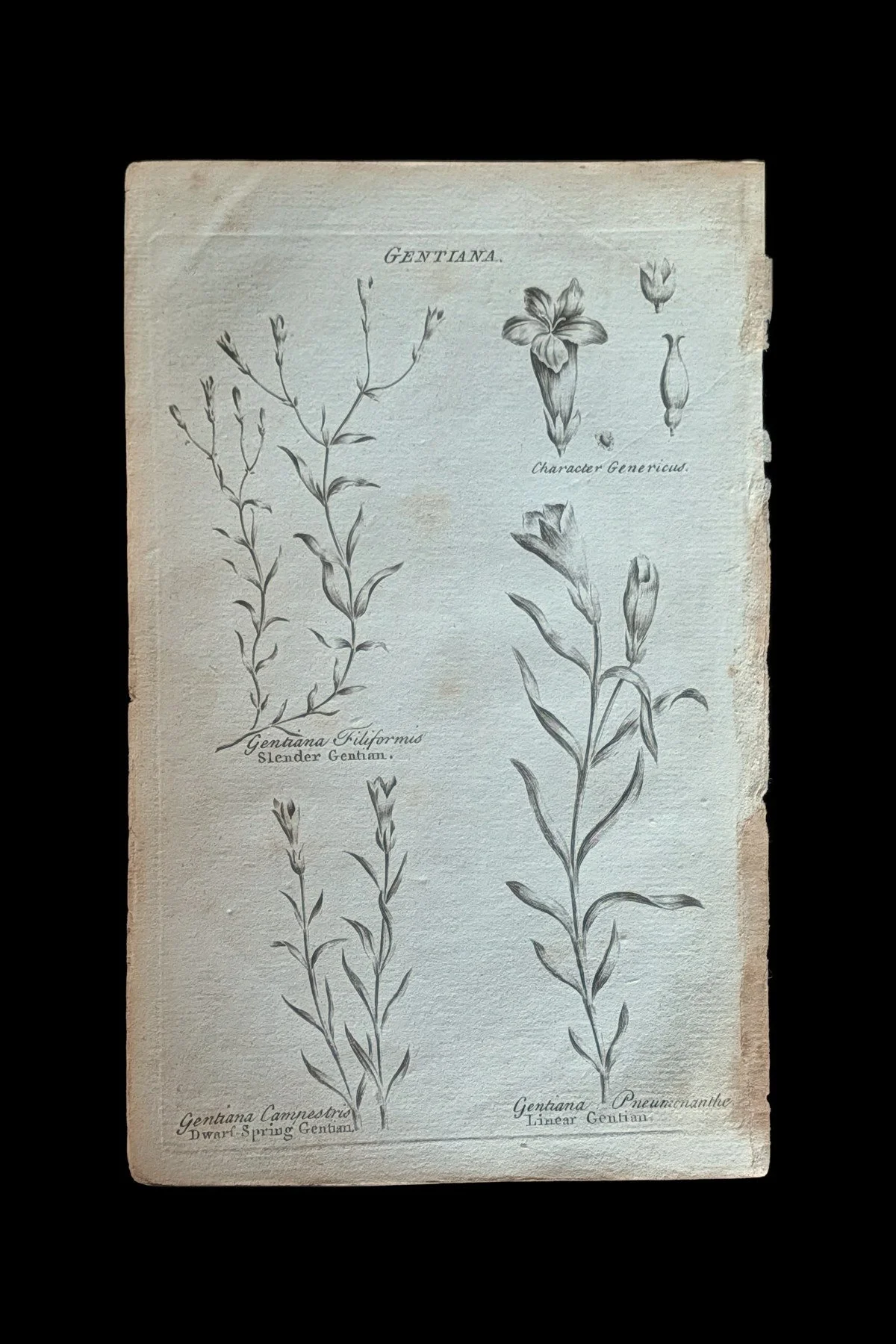 R_34_PLATE_Gentians_DwarfSlender.jpg