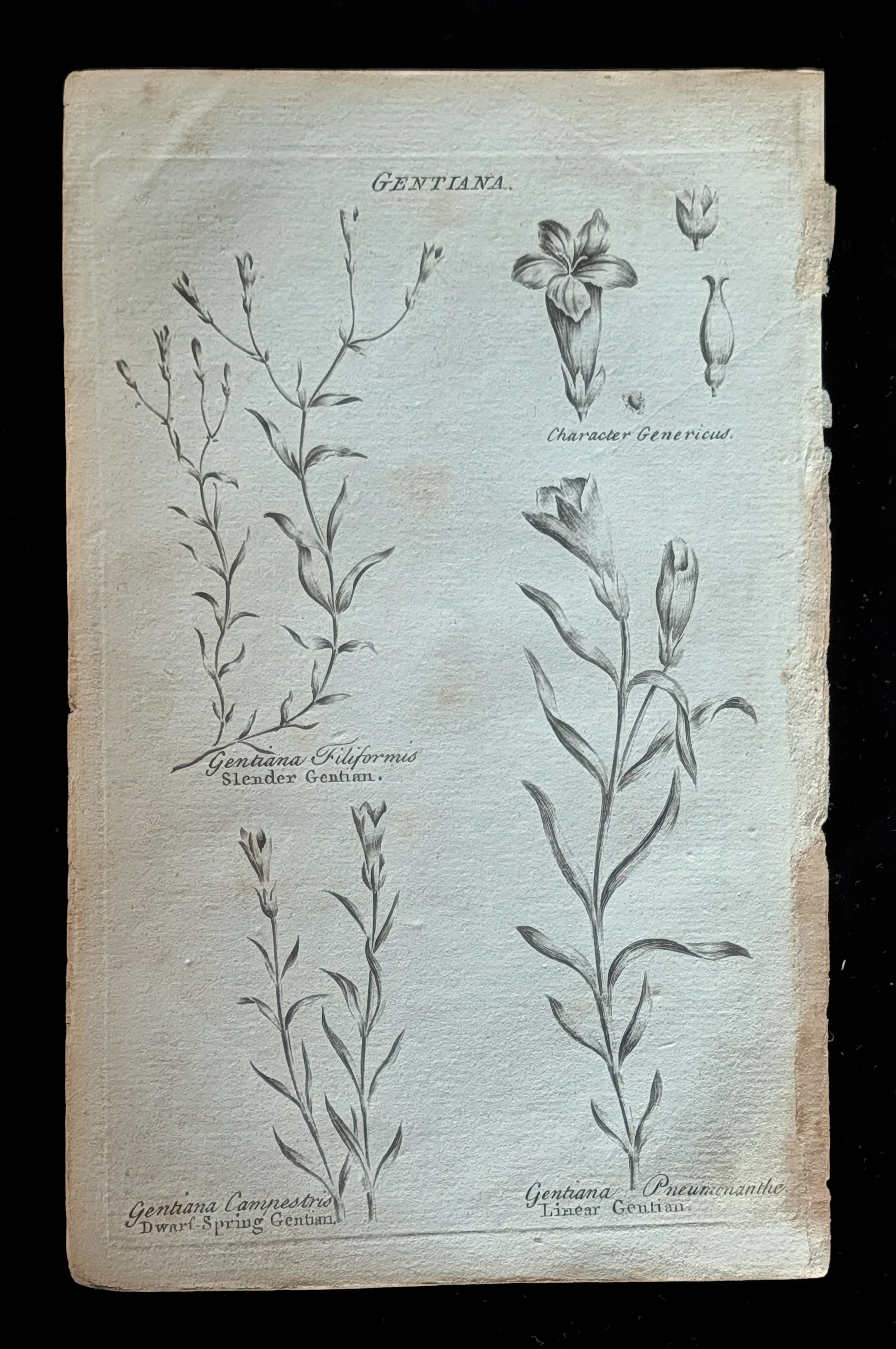 34_PLATE_Gentians_DwarfSlender.jpg