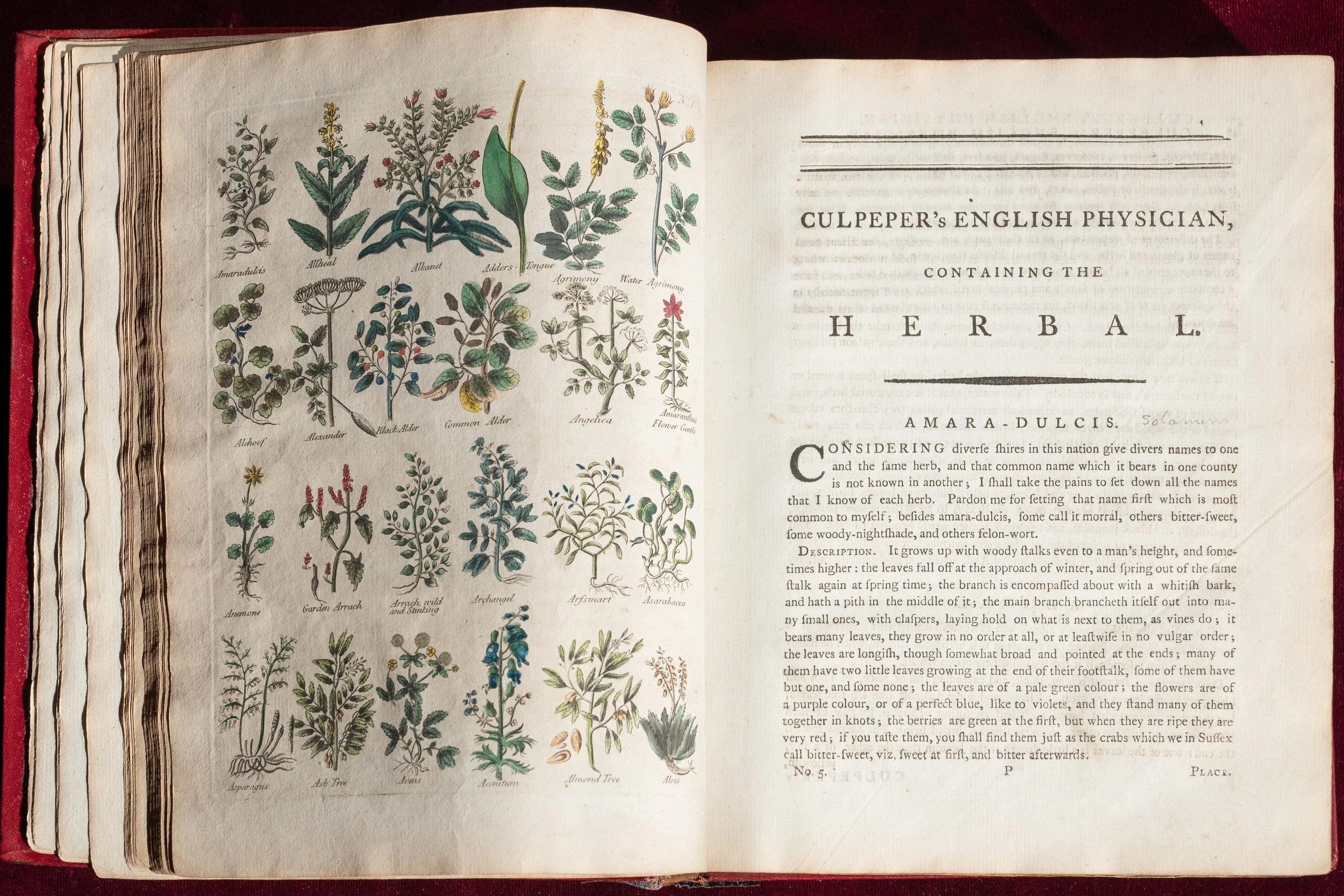 Culpeper-1653 (4).jpg