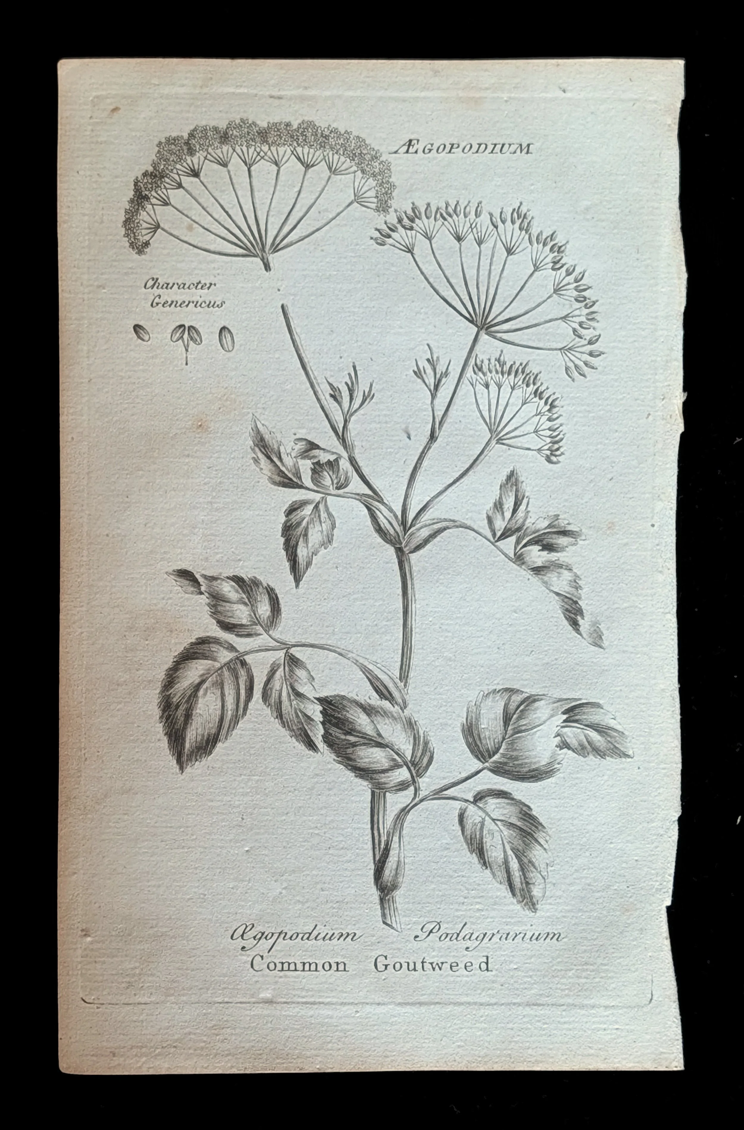 33_PLATE_Goutweed.jpg
