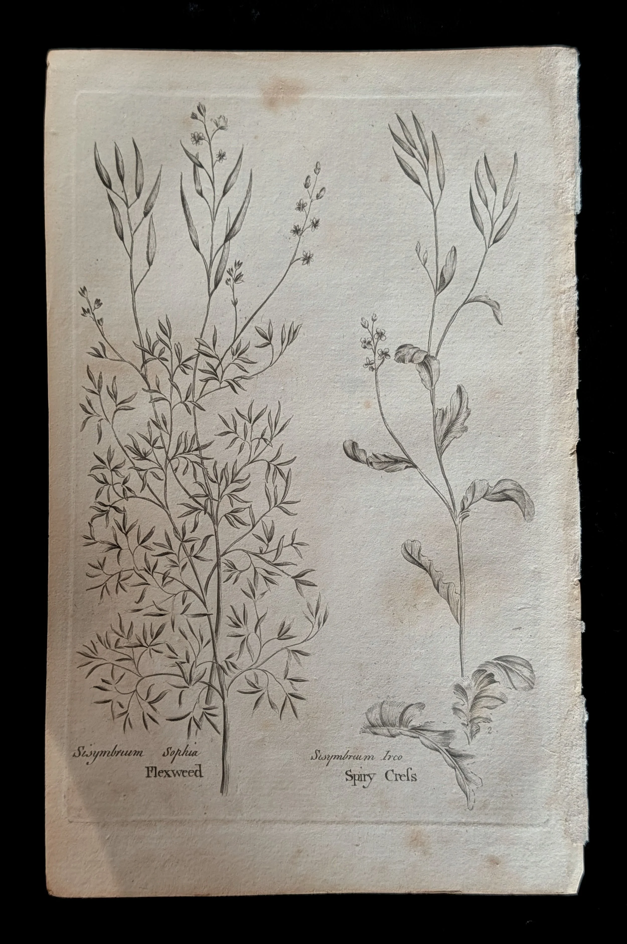 04_PAIR_FlixweedSpiryCress_plate.jpg