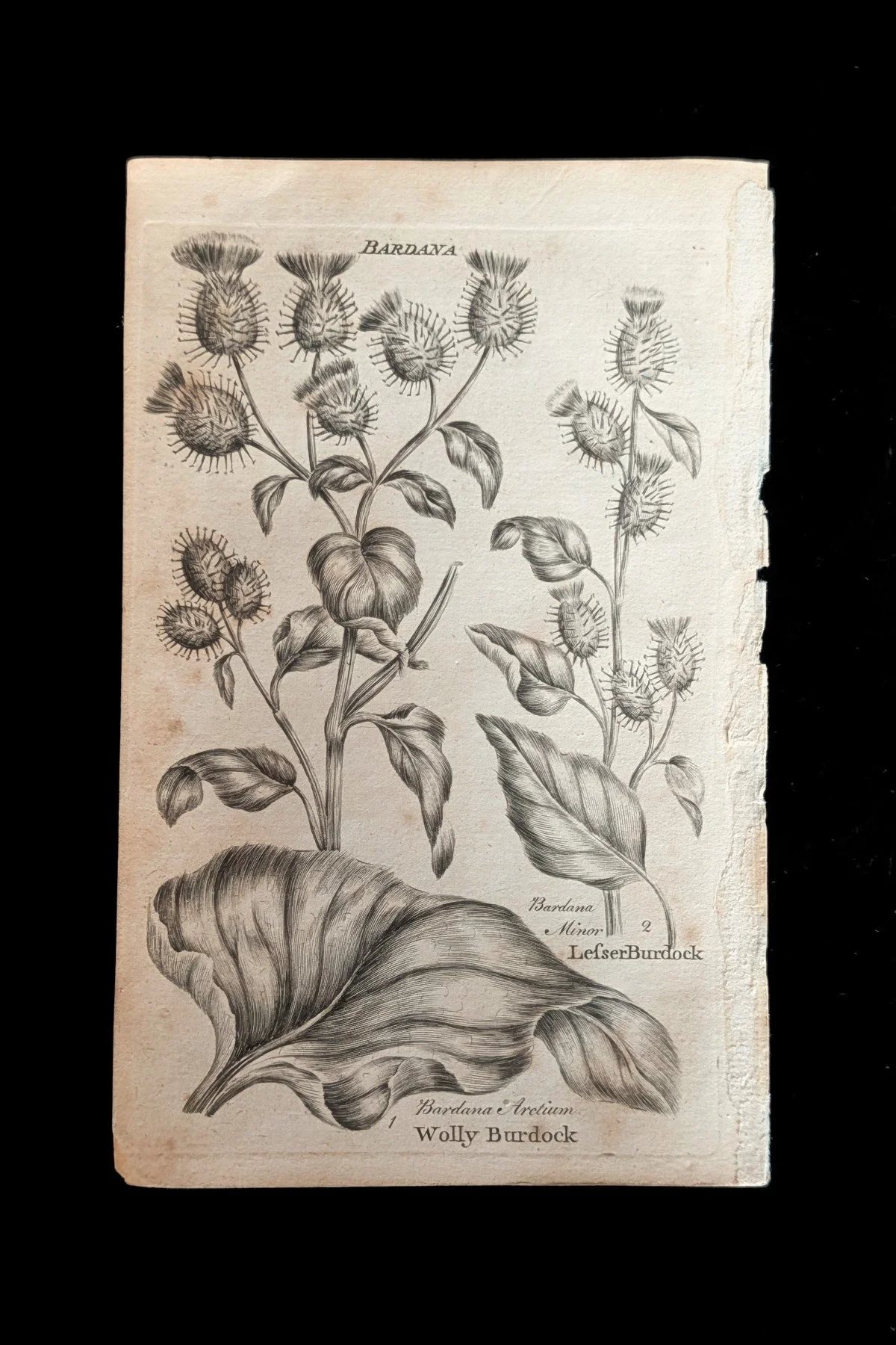 C1792_P14_Burdocks_plate.jpg