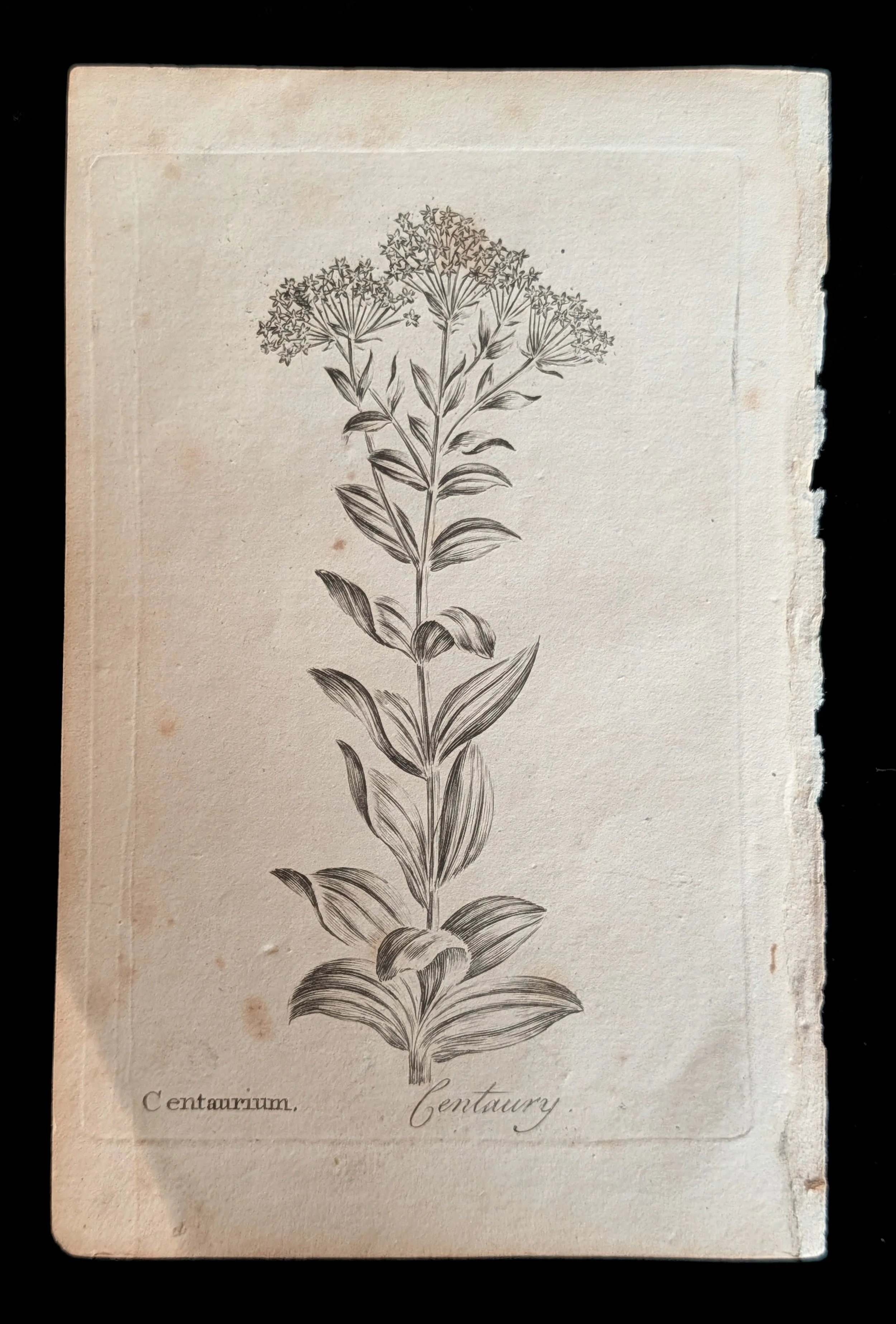 08_PAIR_Centaury_plate.jpg