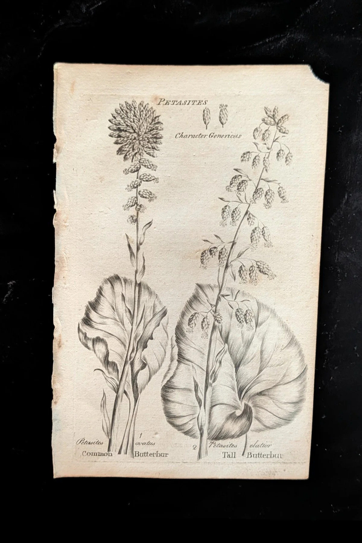 C1792_P16_Butterburs_plate.jpg