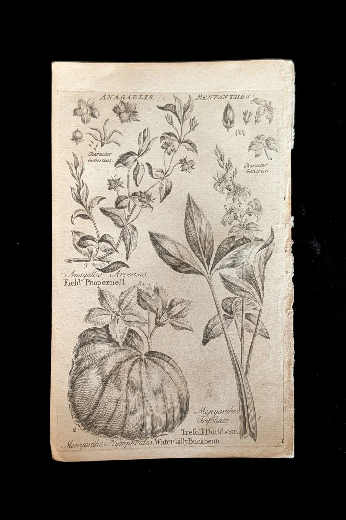 C1792_P15_BuckbeansPimpernel_plate.jpg