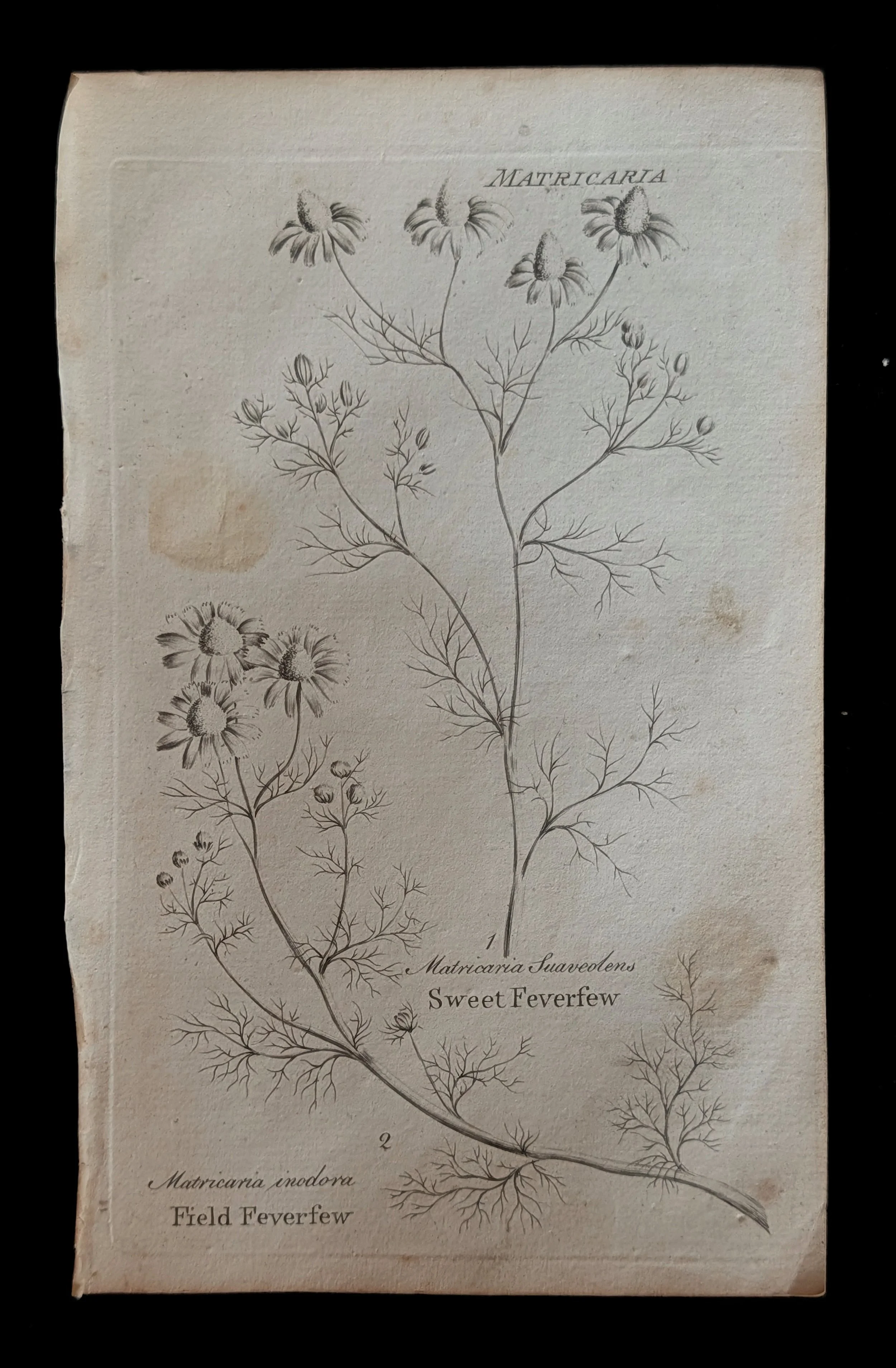 20_PAIR_Feverfew_plate.jpg