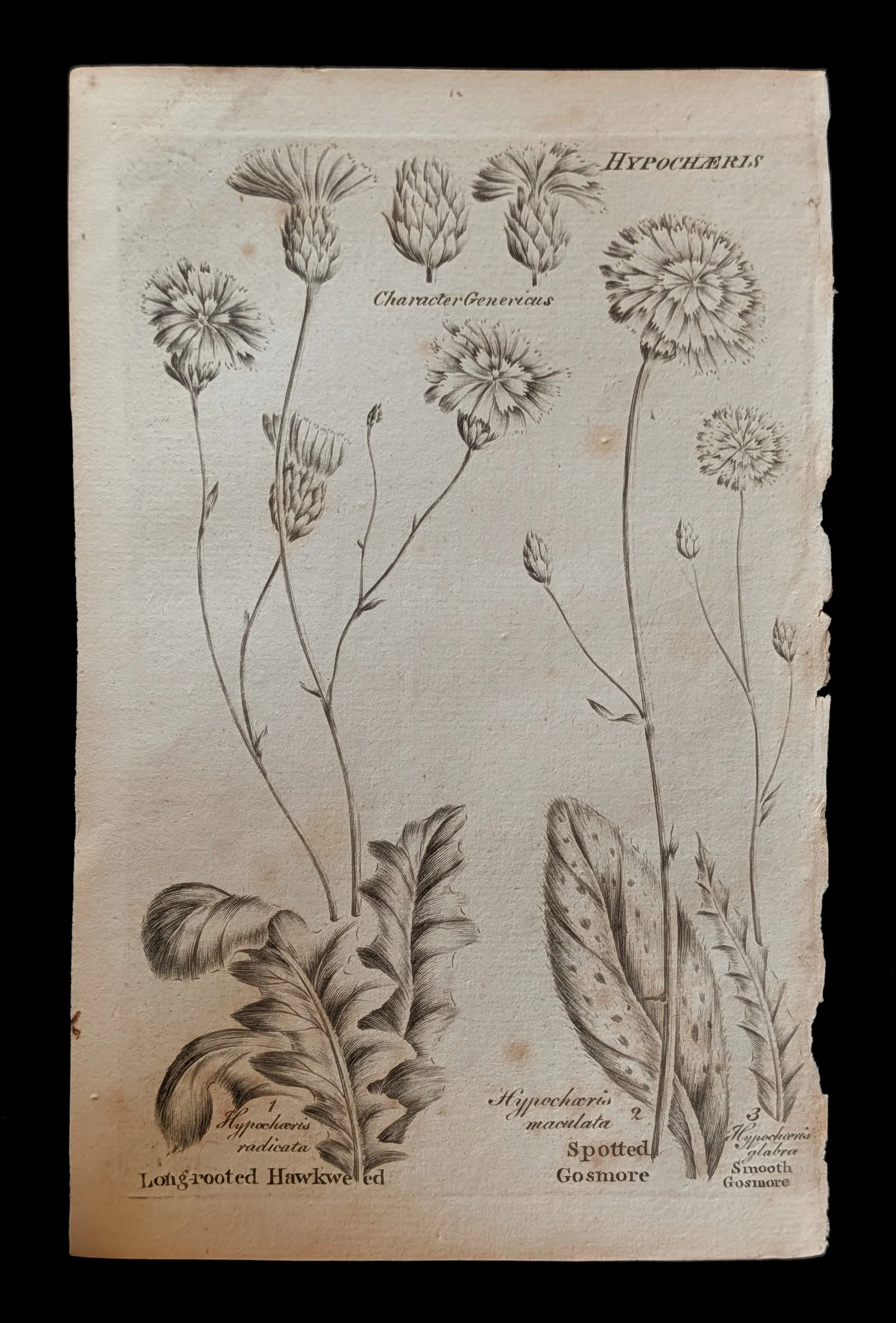 12_PAIR_Hypochaeris_plate.jpg