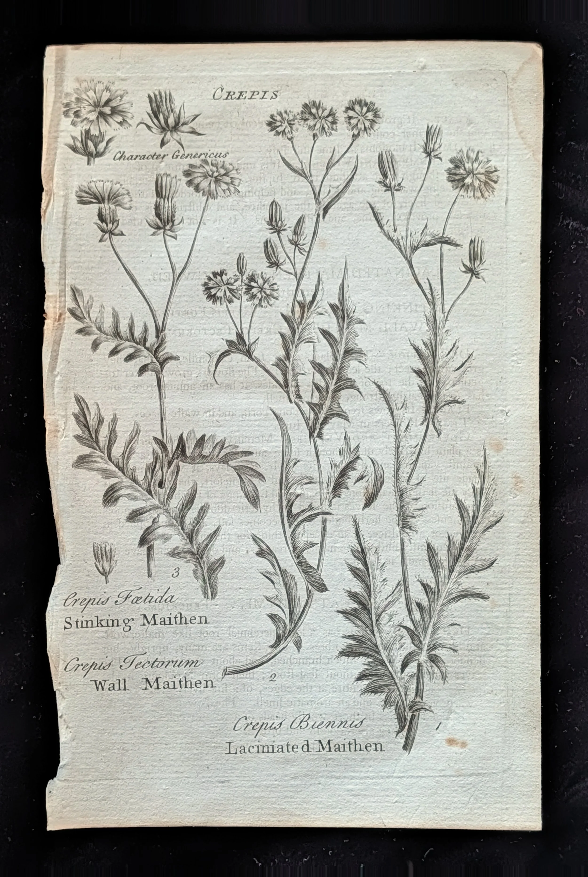 29_PLATE_Crepis_Maithens.jpg
