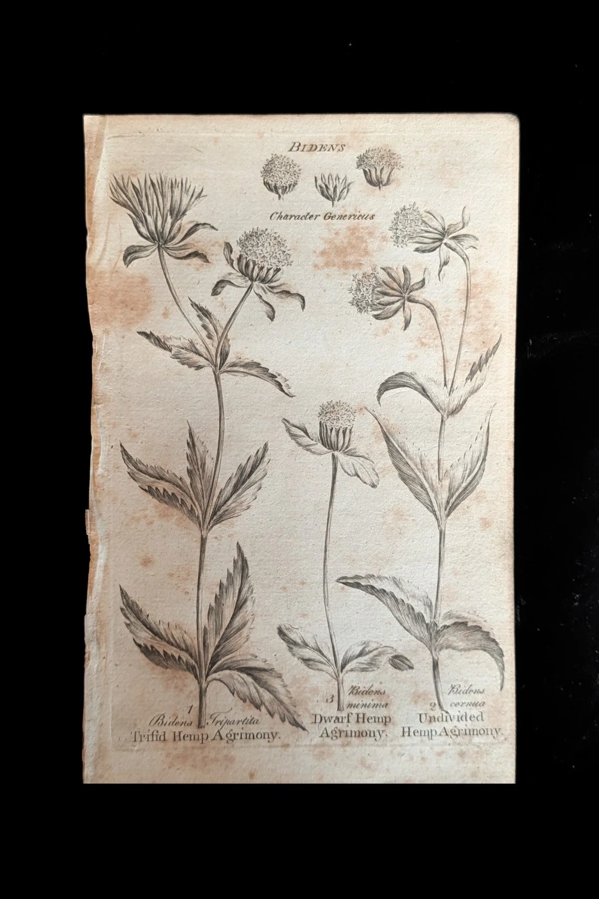 1792 – Culpeper’s Astrological Herbal: An Engraved Plant Plate with Its Matching Text Page