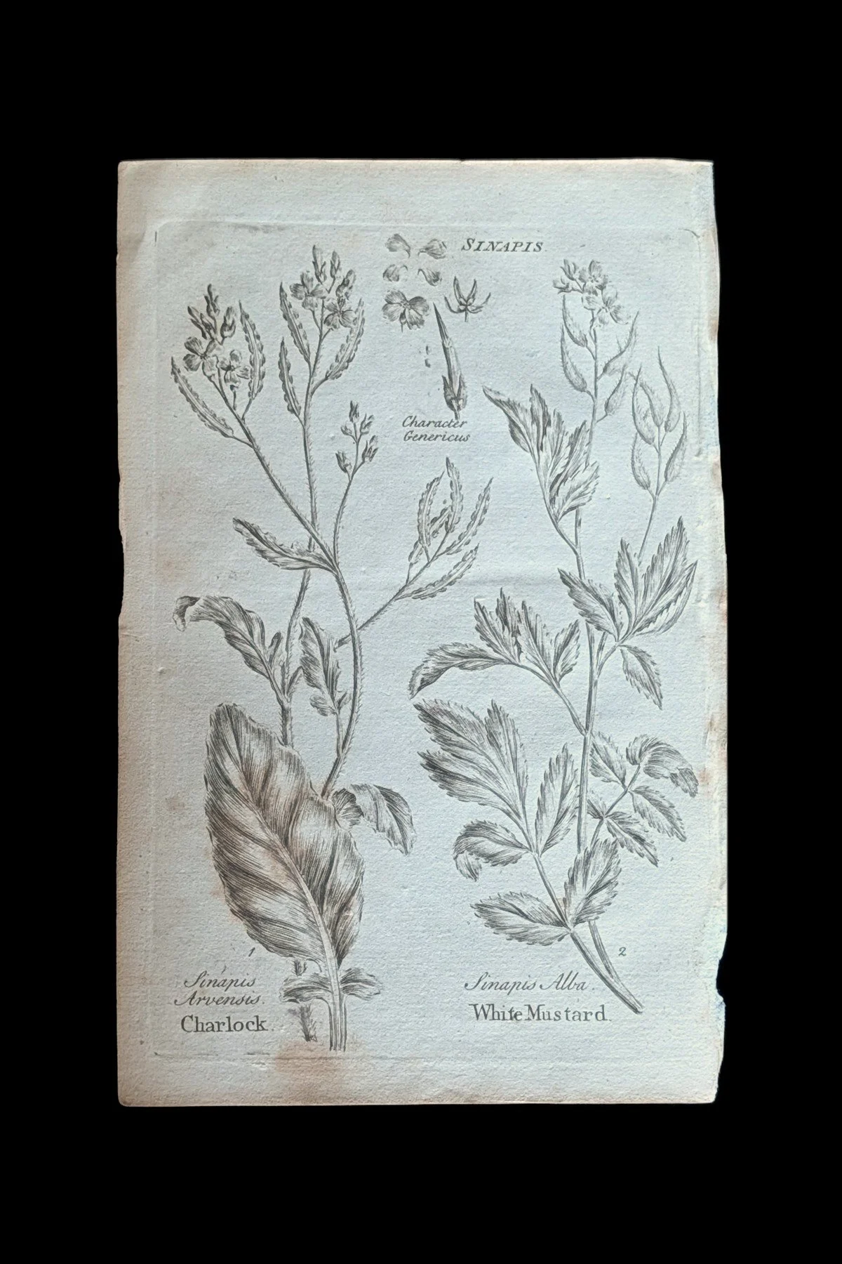 R_39_PLATE_Sinapis_CharlockMustard.jpg