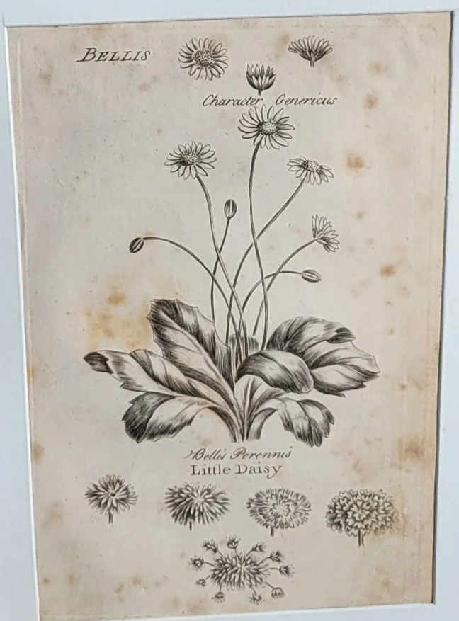 daisy-plate.jpg