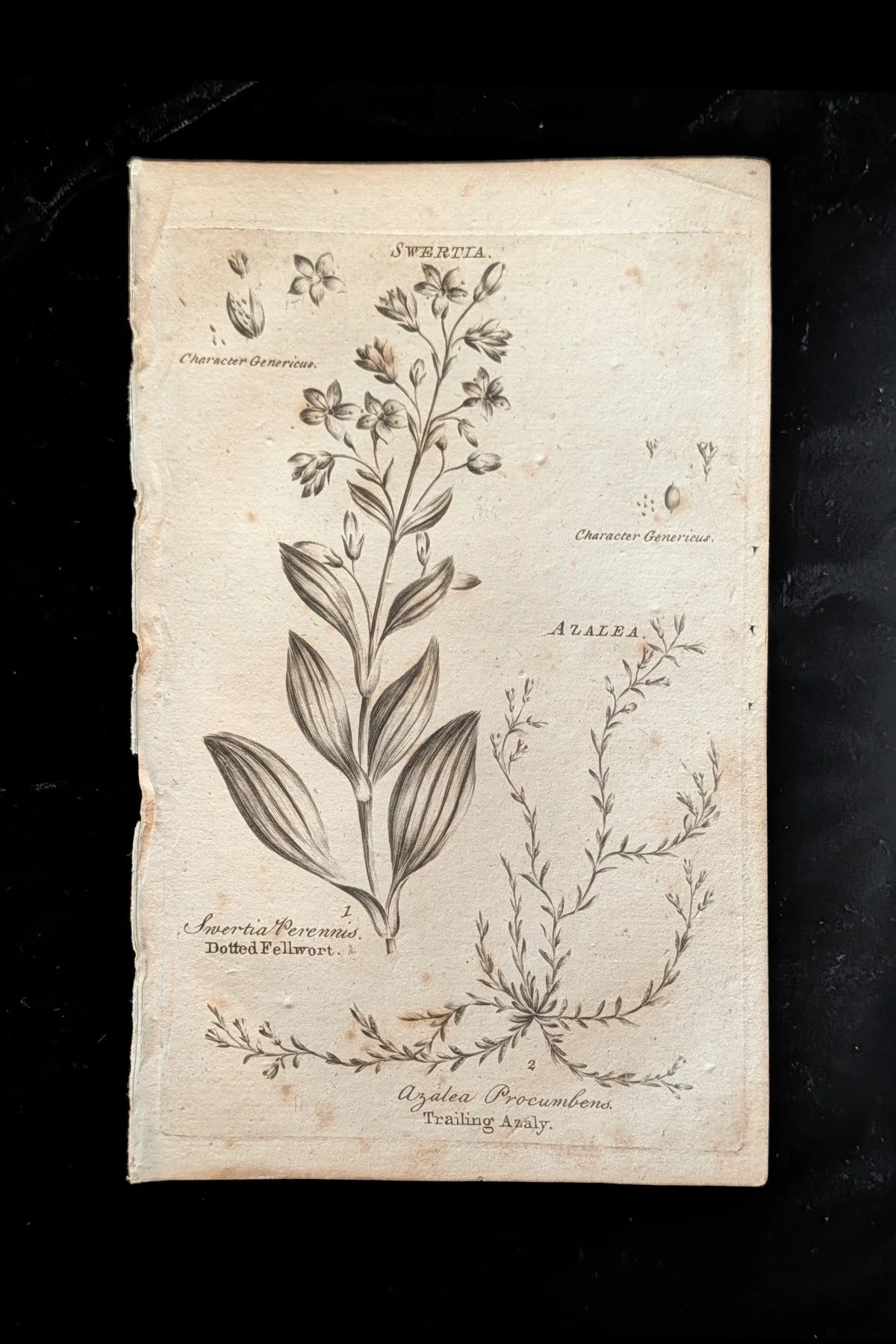 C1792_P03_FellwortAzalea_plate.jpg
