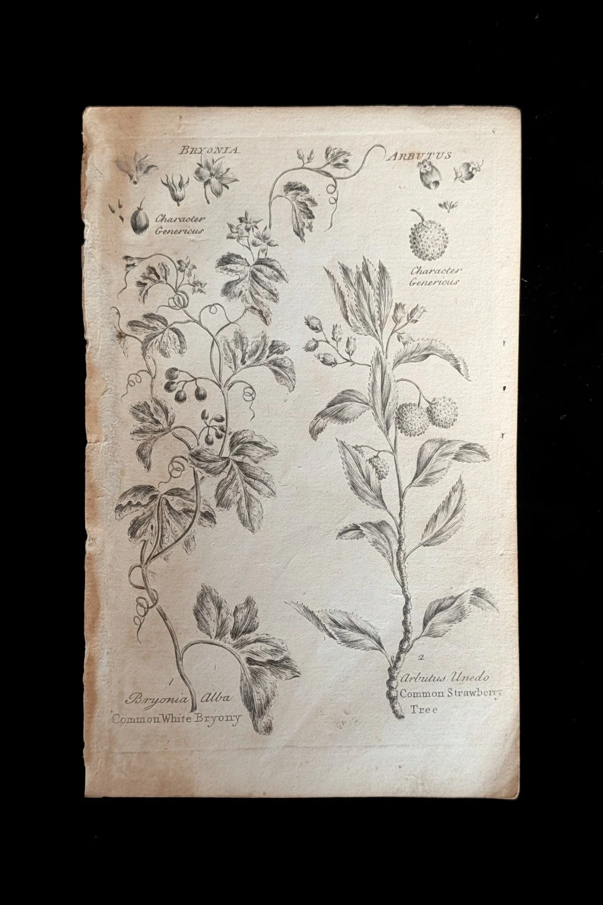 C1792_P07_BryonyStrawberryTree_plate.jpg