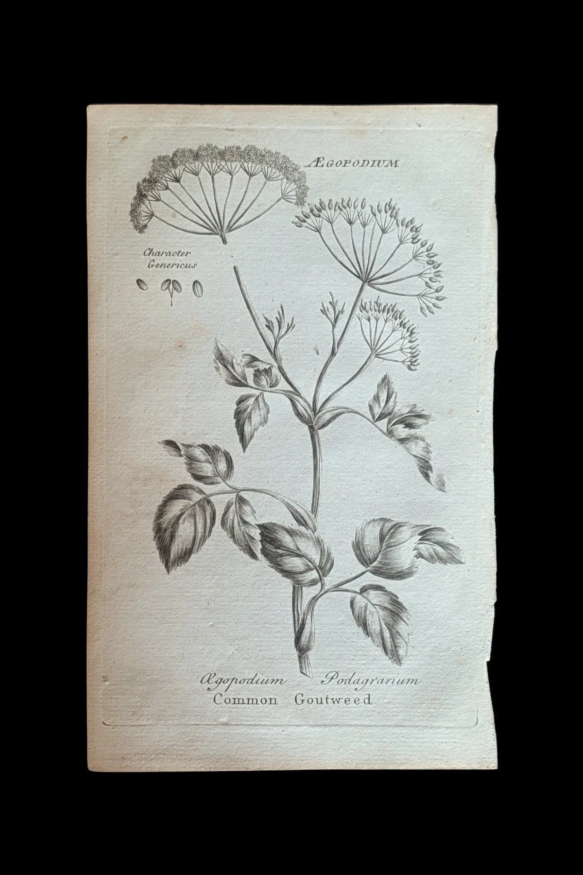R_33_PLATE_Goutweed.jpg