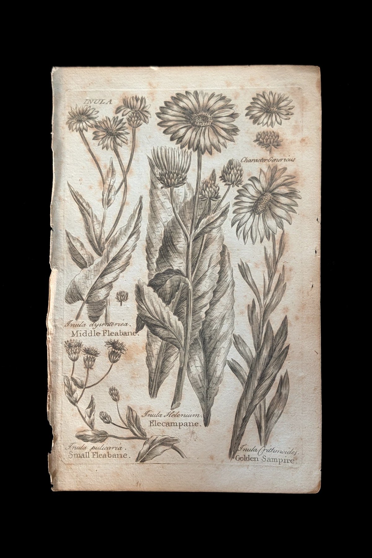C1792_P05_FleabanesElecampaneSamphire_plate.jpg
