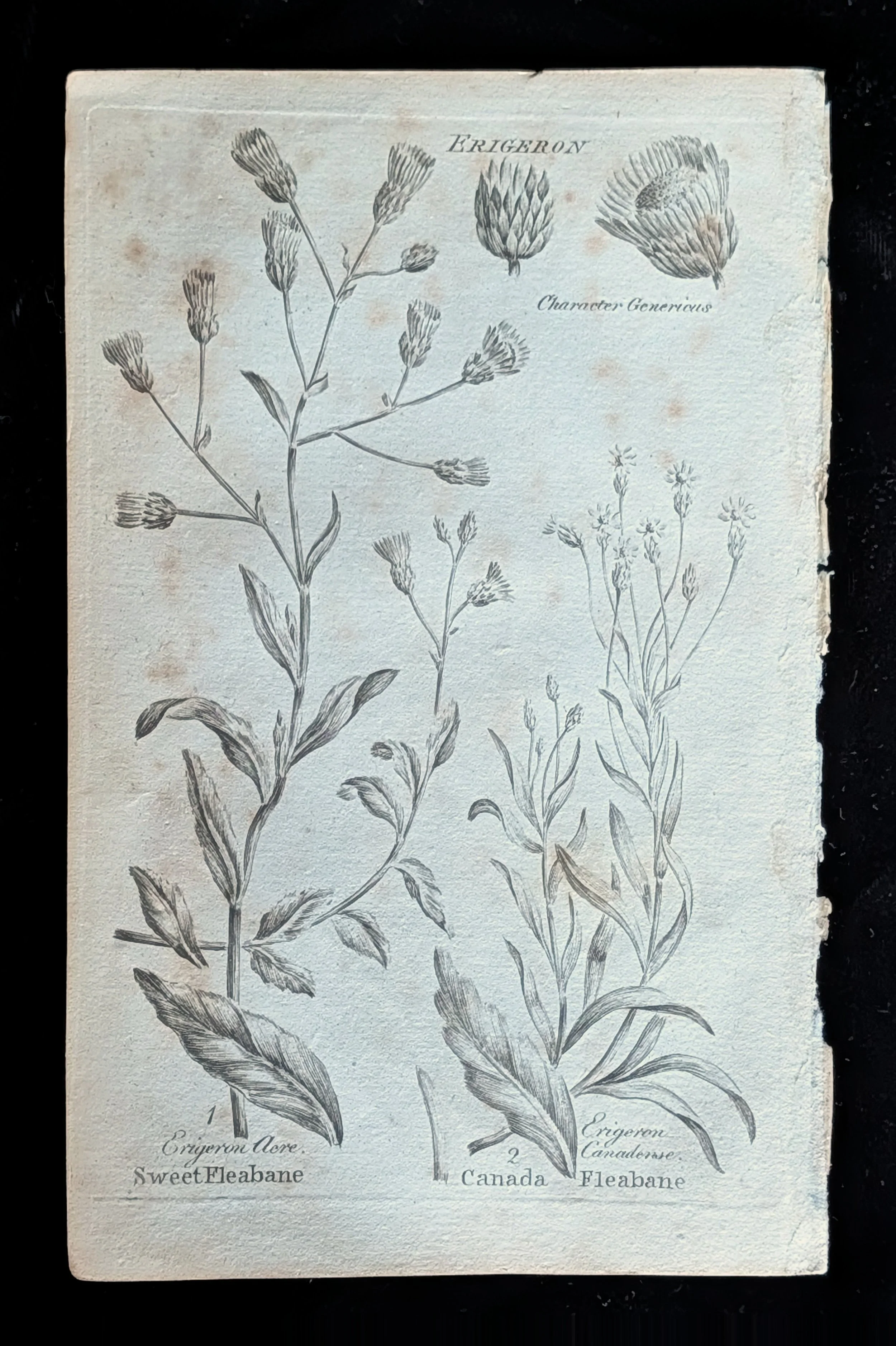 40_PLATE_Erigeron_Fleabanes.jpg