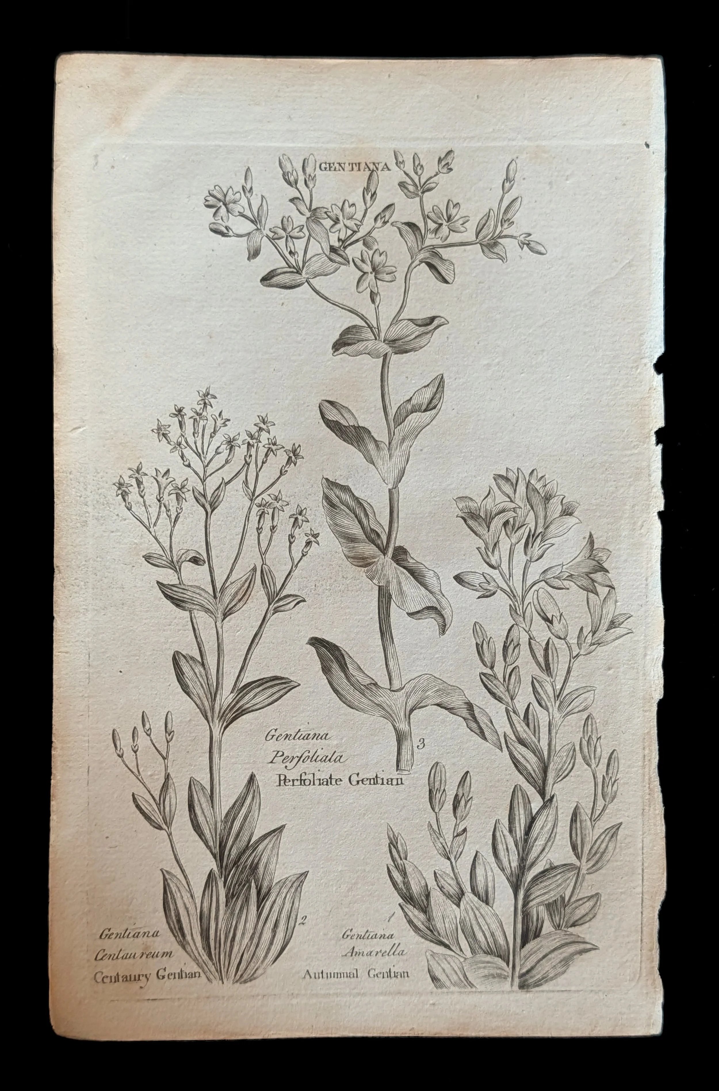 24_PAIR_Gentian_plate.jpg