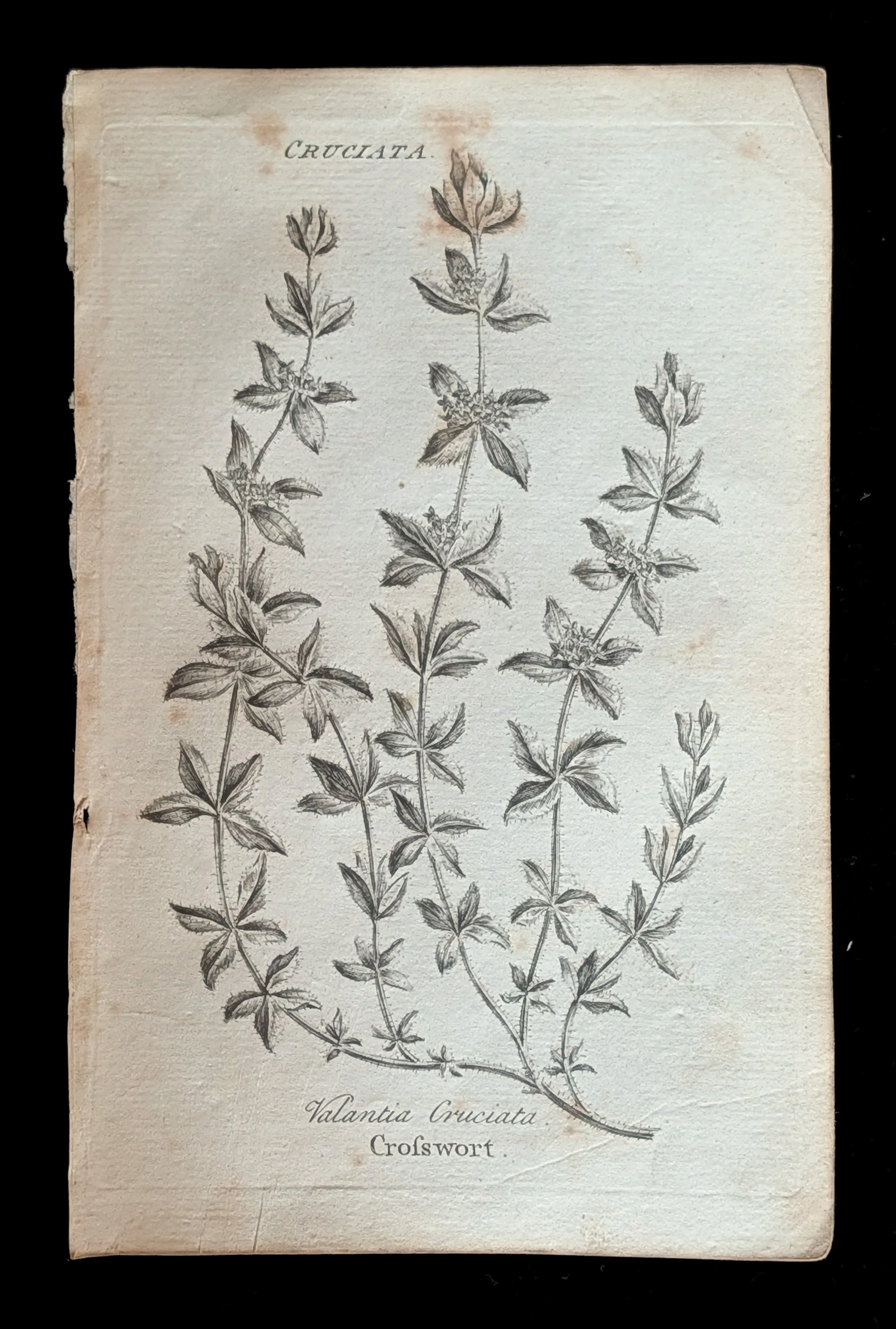 32_PLATE_Crosswort.jpg