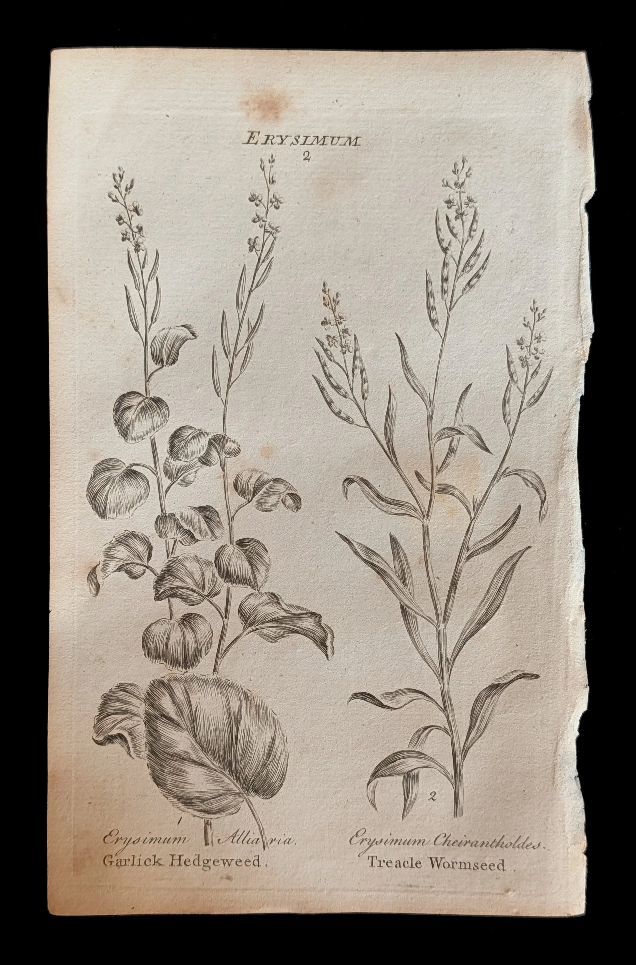 18_PAIR_GarlicHedgeweed_plate.jpg