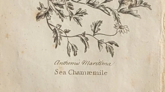 seachamomile-caption.jpg