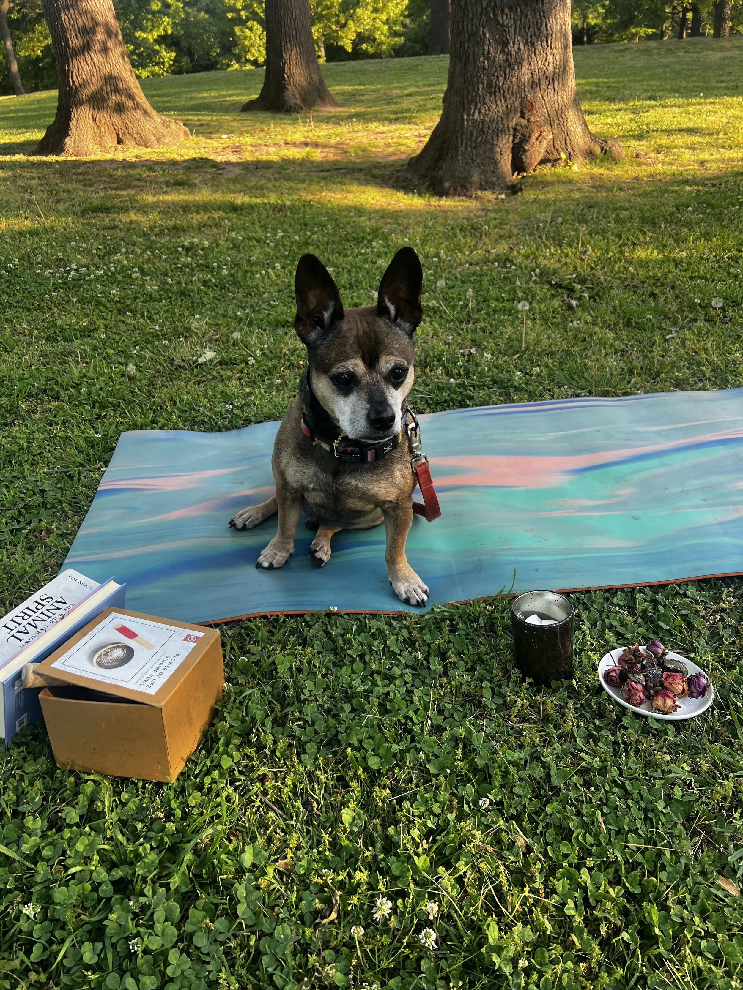 Turkey Mt. Yoga Raven Wednesday