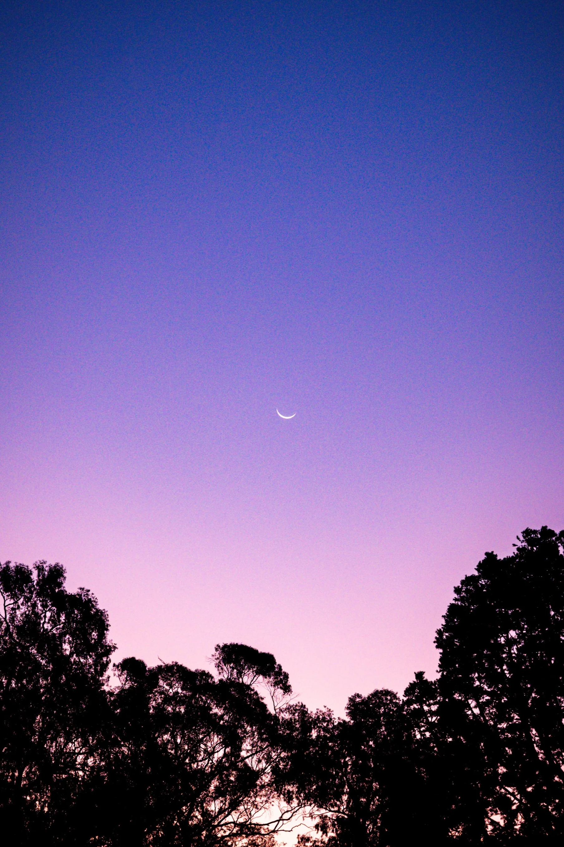 Early evening sky with a crescent moon, silhouettes of trees along the horizon, transitioning from purple to darker blue.