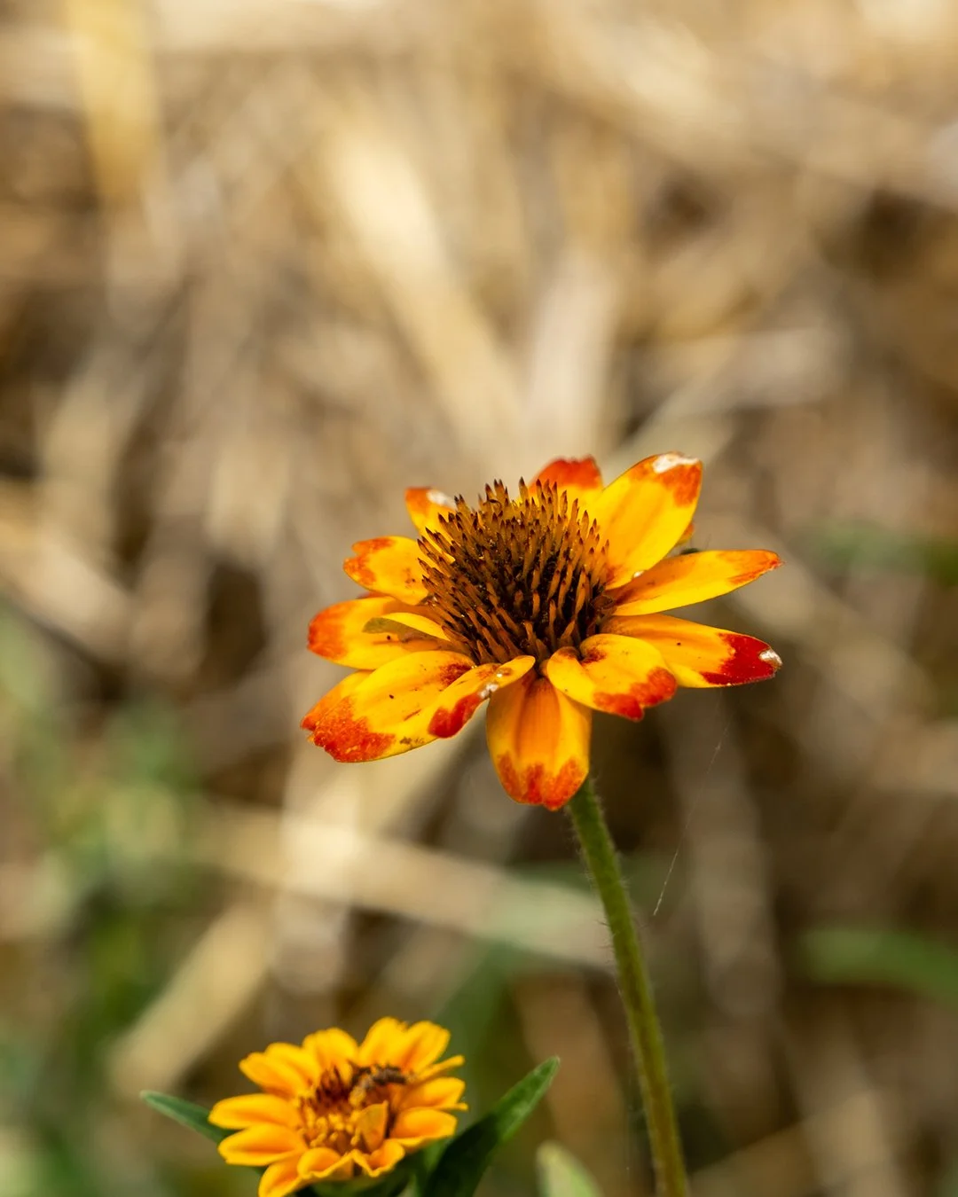 Gaillardia pulchella
Fowler Creek, Missouri
36.90&deg; N, 93.20&deg; W

I found this flower on a small rise near Fowler Creek in early September. One bright flame of color in a field that had already turned toward late summer fatigue. Gaillardia pulc