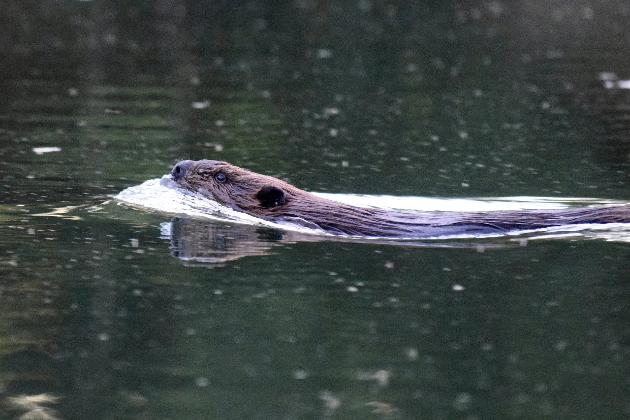 DSC_0723.jpg