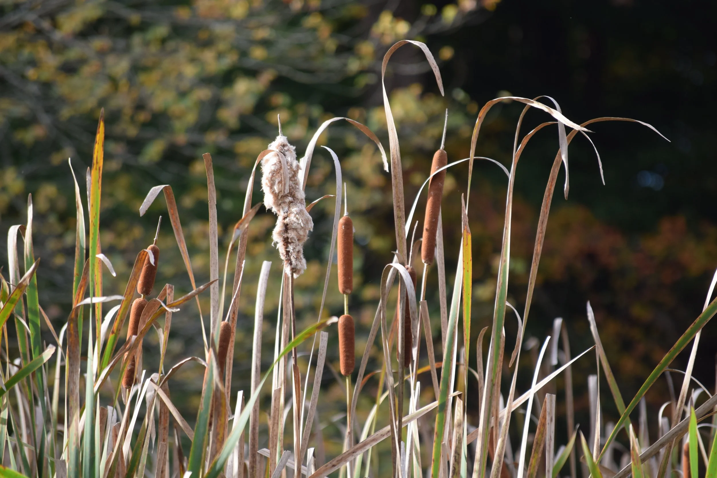 DSC_0512.JPG