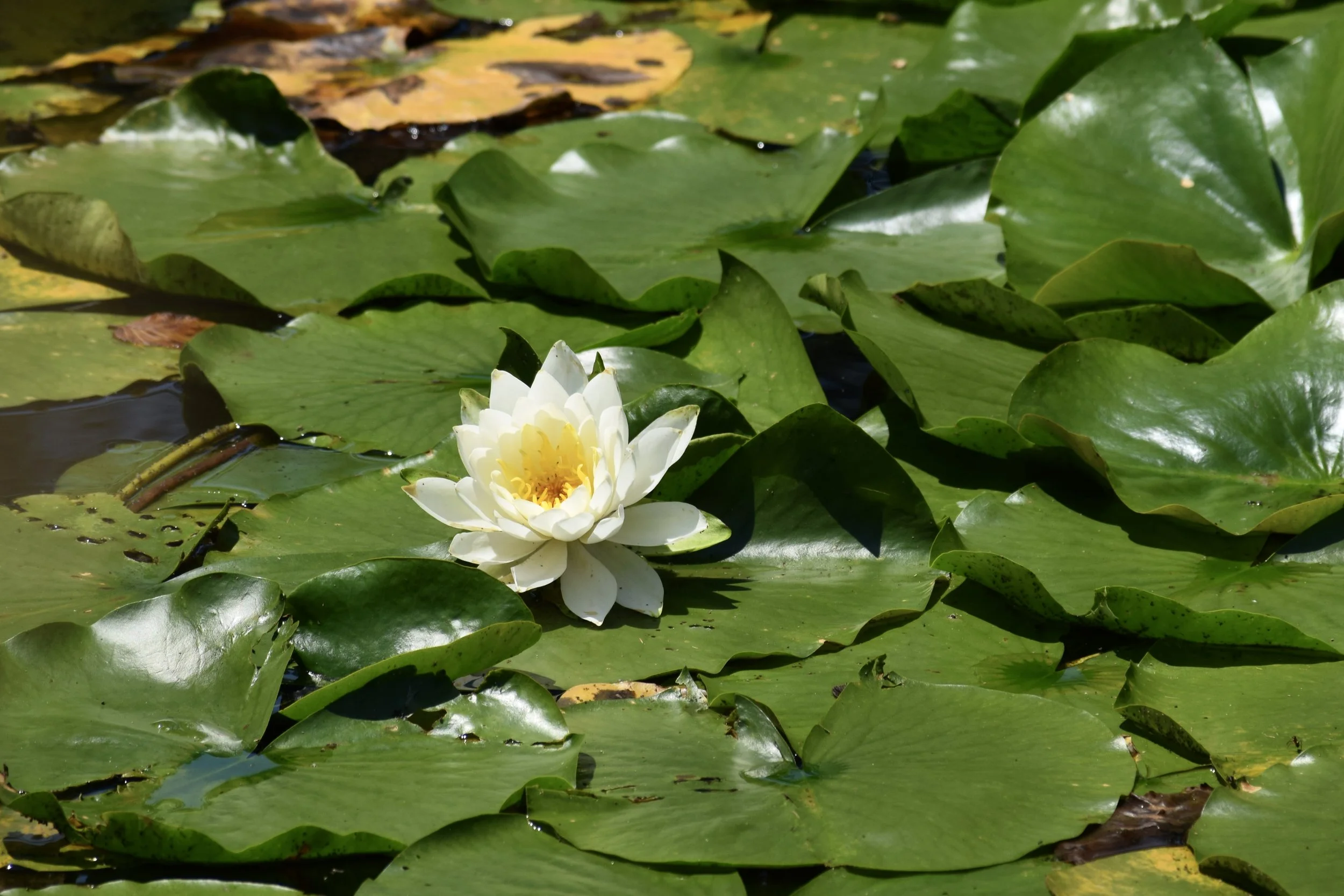 DSC_1358.jpg