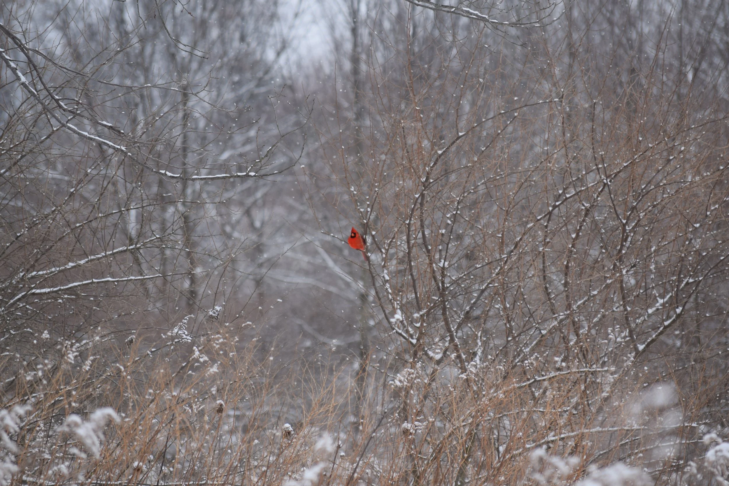 DSC_0160.JPG