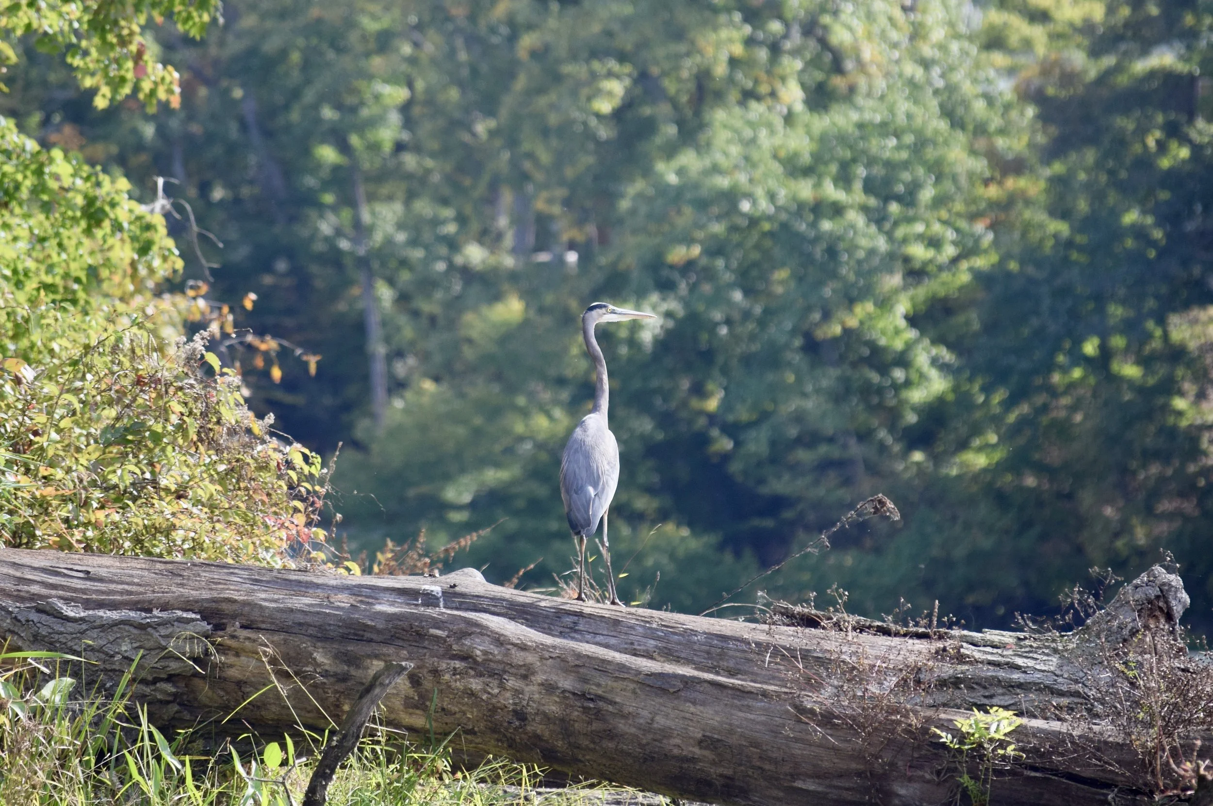DSC_0652.jpg