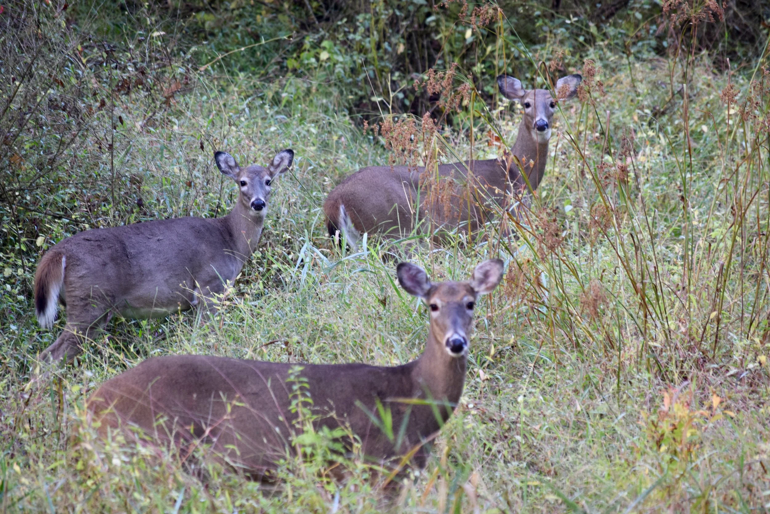 DSC_0418.jpg
