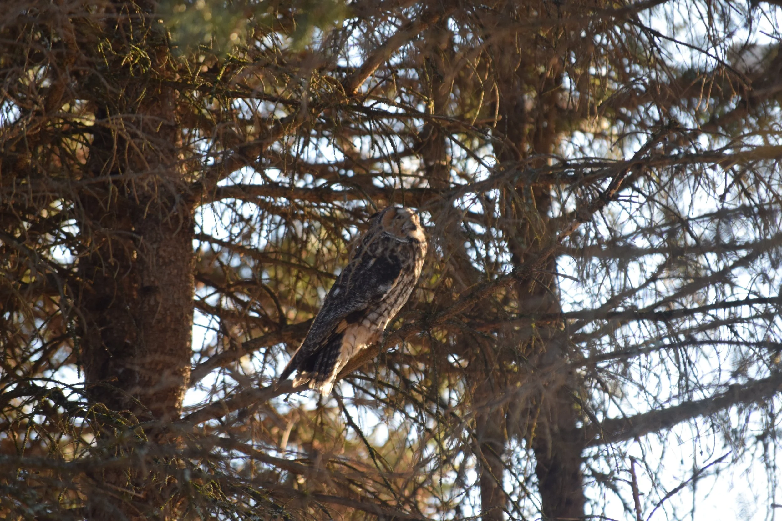 DSC_0174.JPG