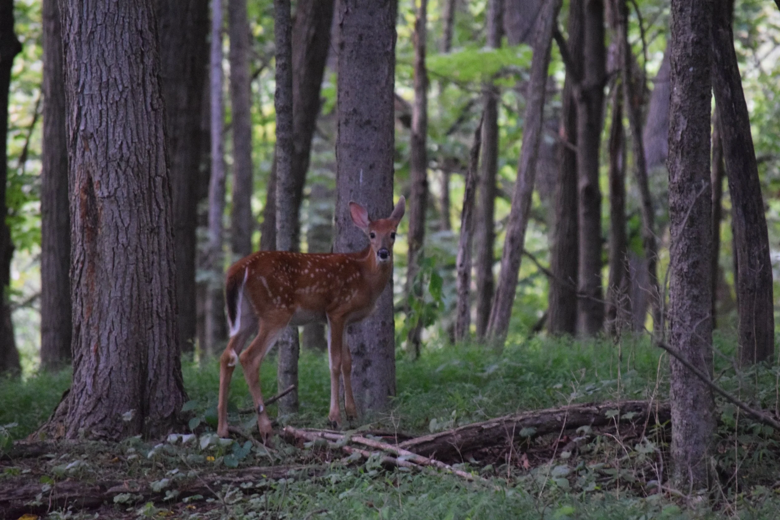 DSC_0281.JPG