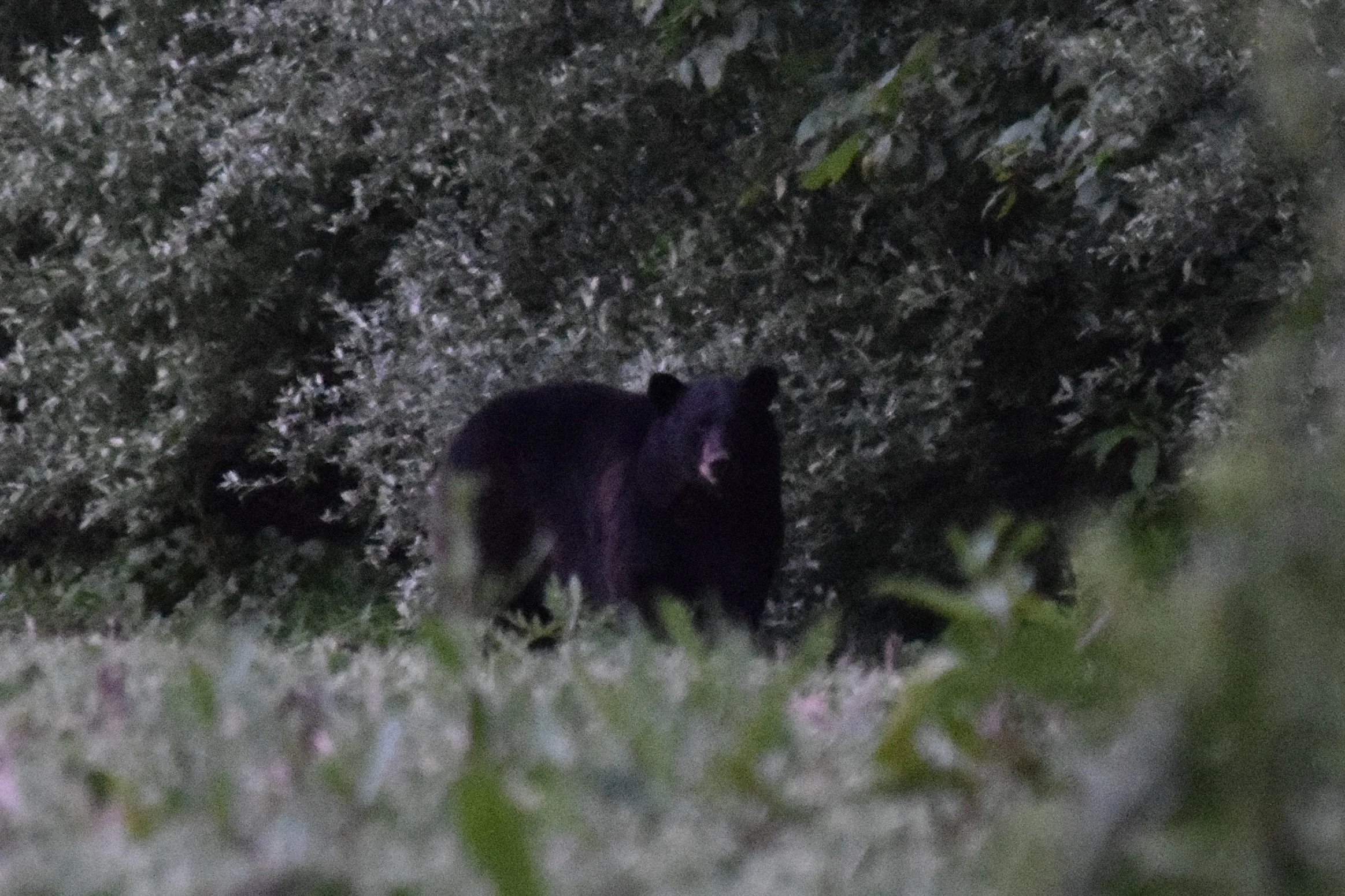 DSC_0305.jpg