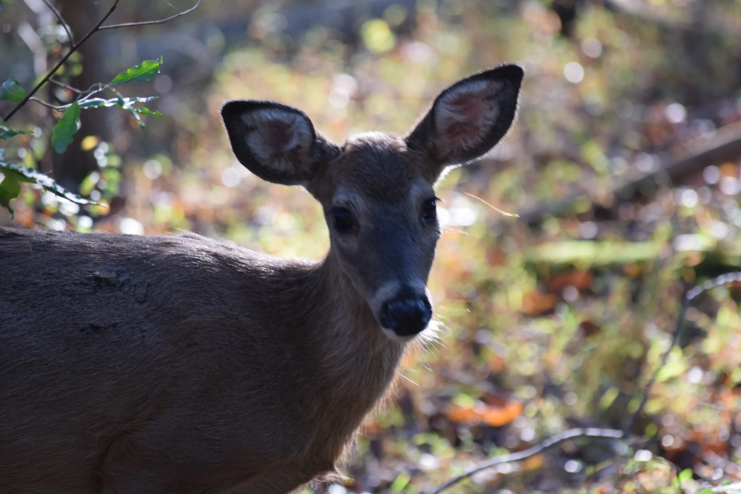 DSC_0441.JPG