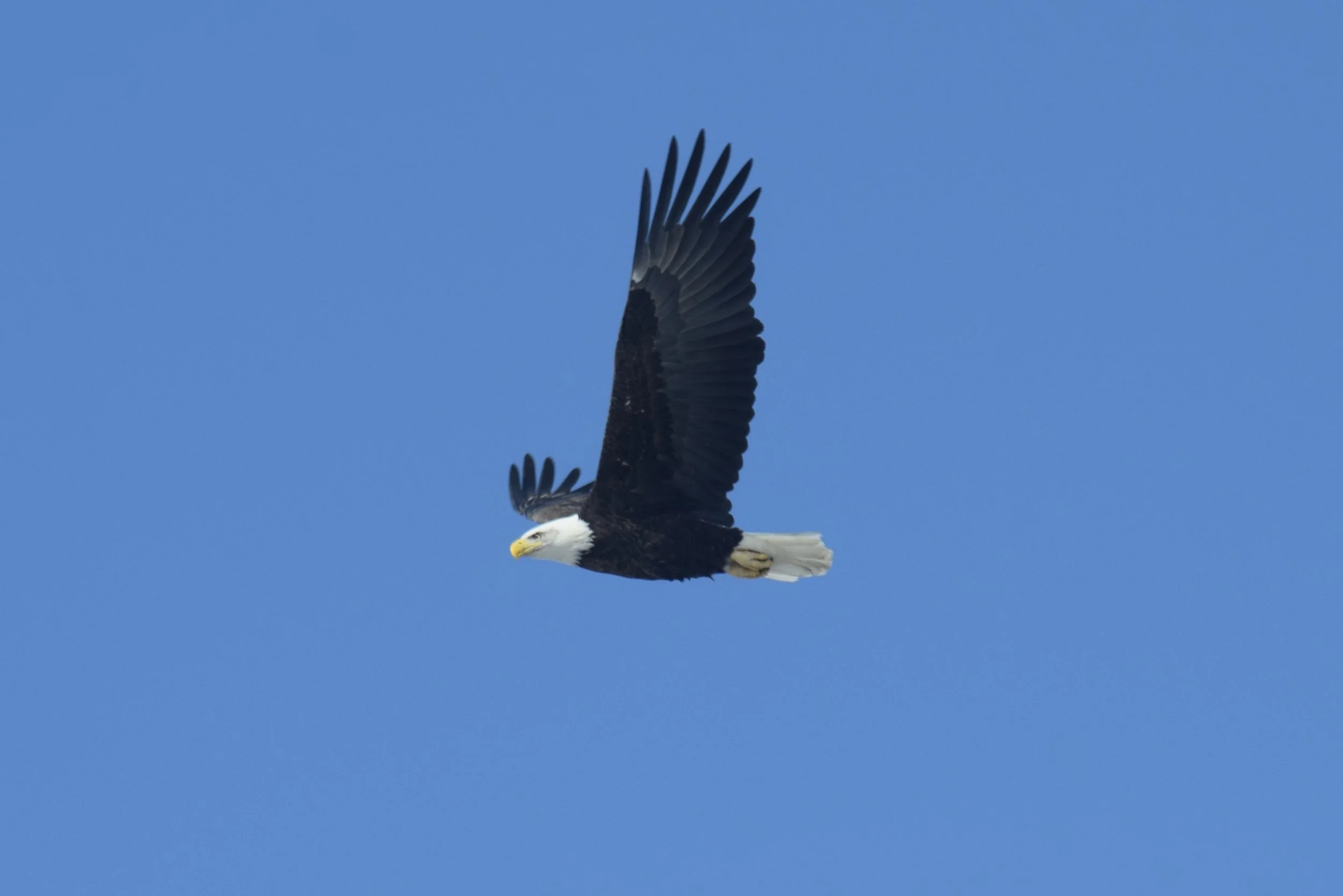 DSC_0184.jpg