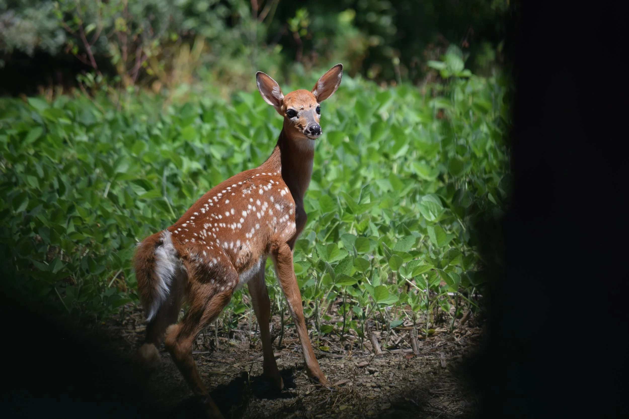 DSC_0107.JPEG